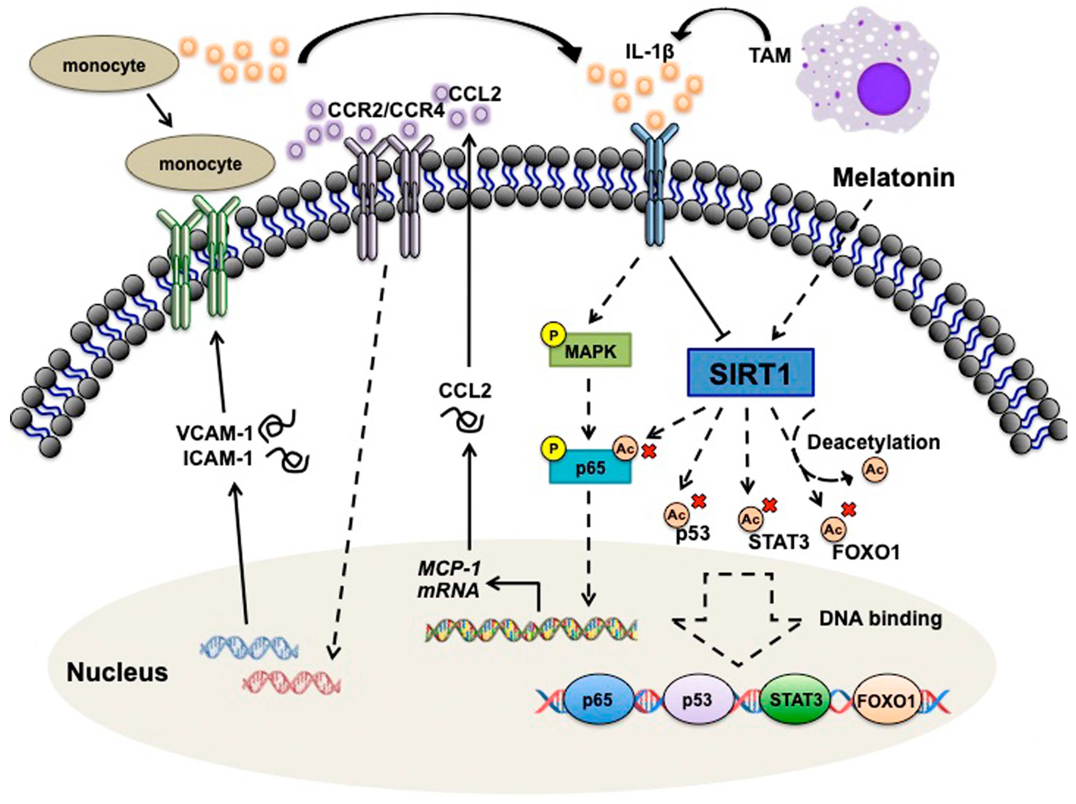 Nutrients 11 01343 g008 Nutrients 11 01343 g008