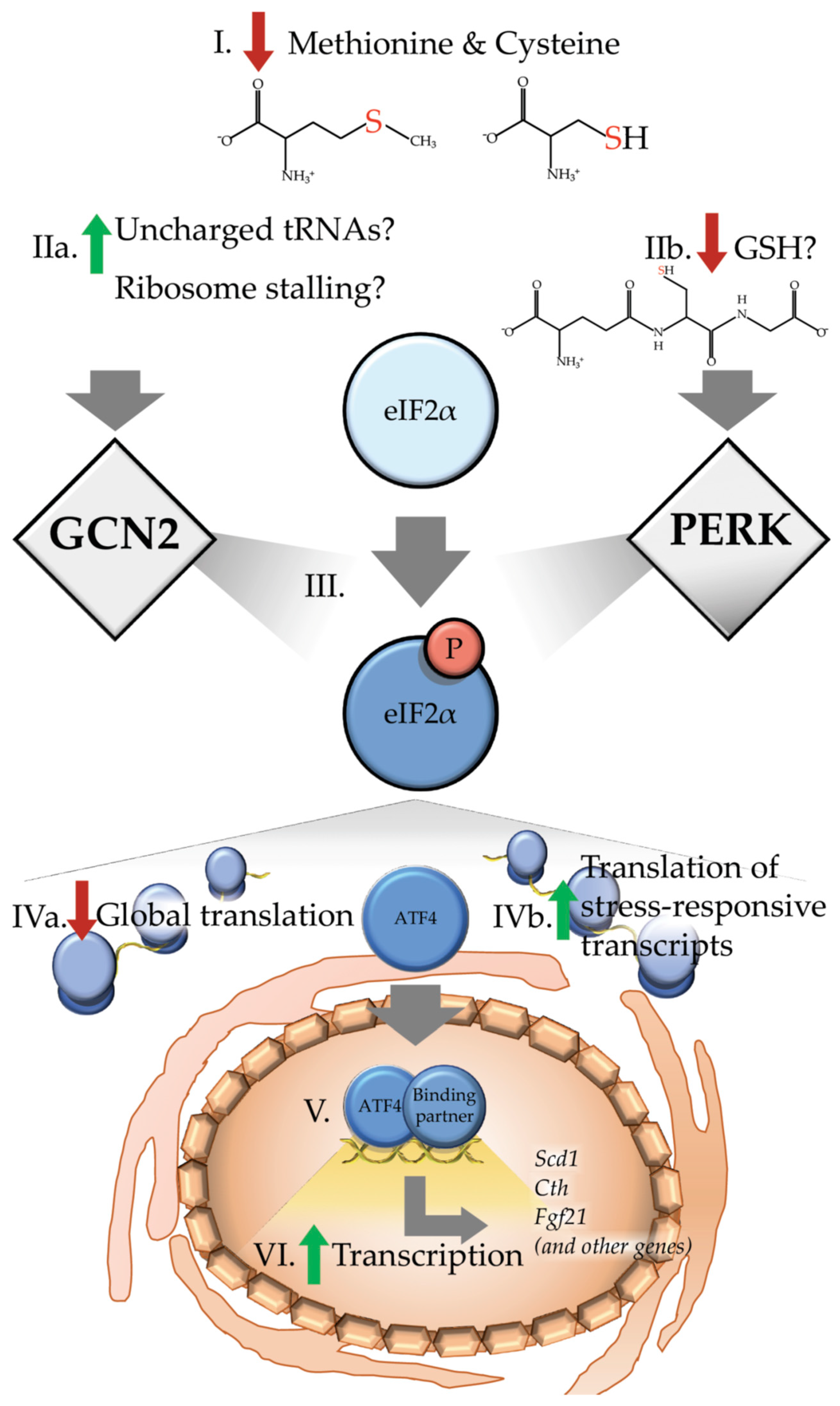Nutrients | Free Full-Text | Dietary Sulfur Amino Acid Restriction and the Integrated Stress Response: Mechanistic Insights | HTML Nutrients | Free Full-Text | Dietary Sulfur Amino Acid Restriction and the Integrated Stress Response: Mechanistic Insights | HTML