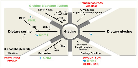 Glycine: Benefits, Side Effects, and Risks