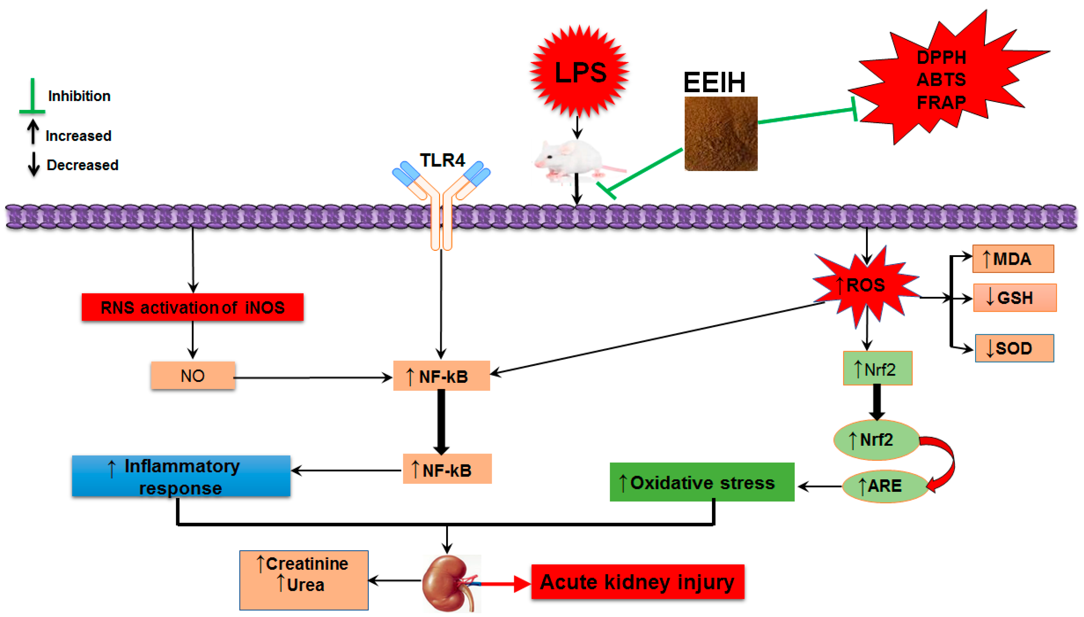 Nutrients 11 01412 g004