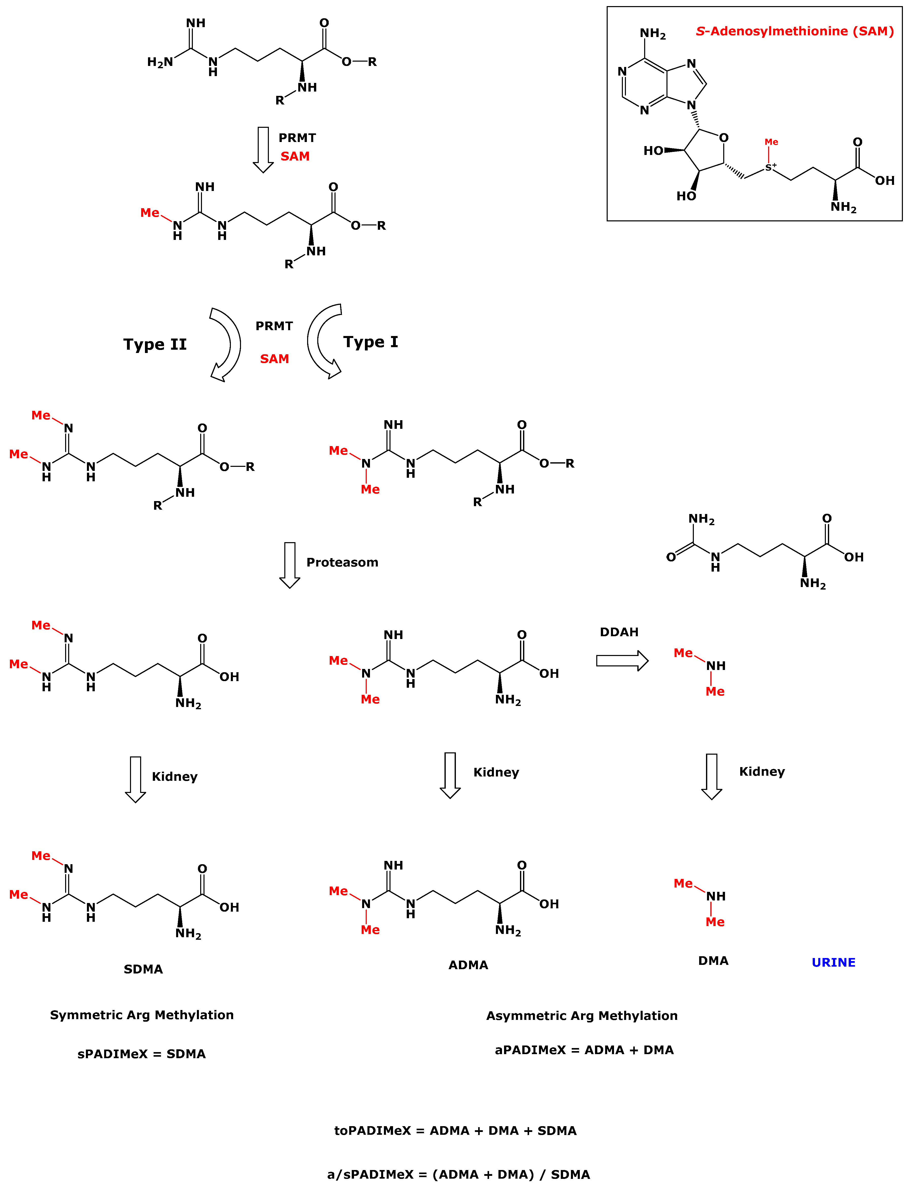 Nutrients 11 01463 g001 Nutrients 11 01463 g001