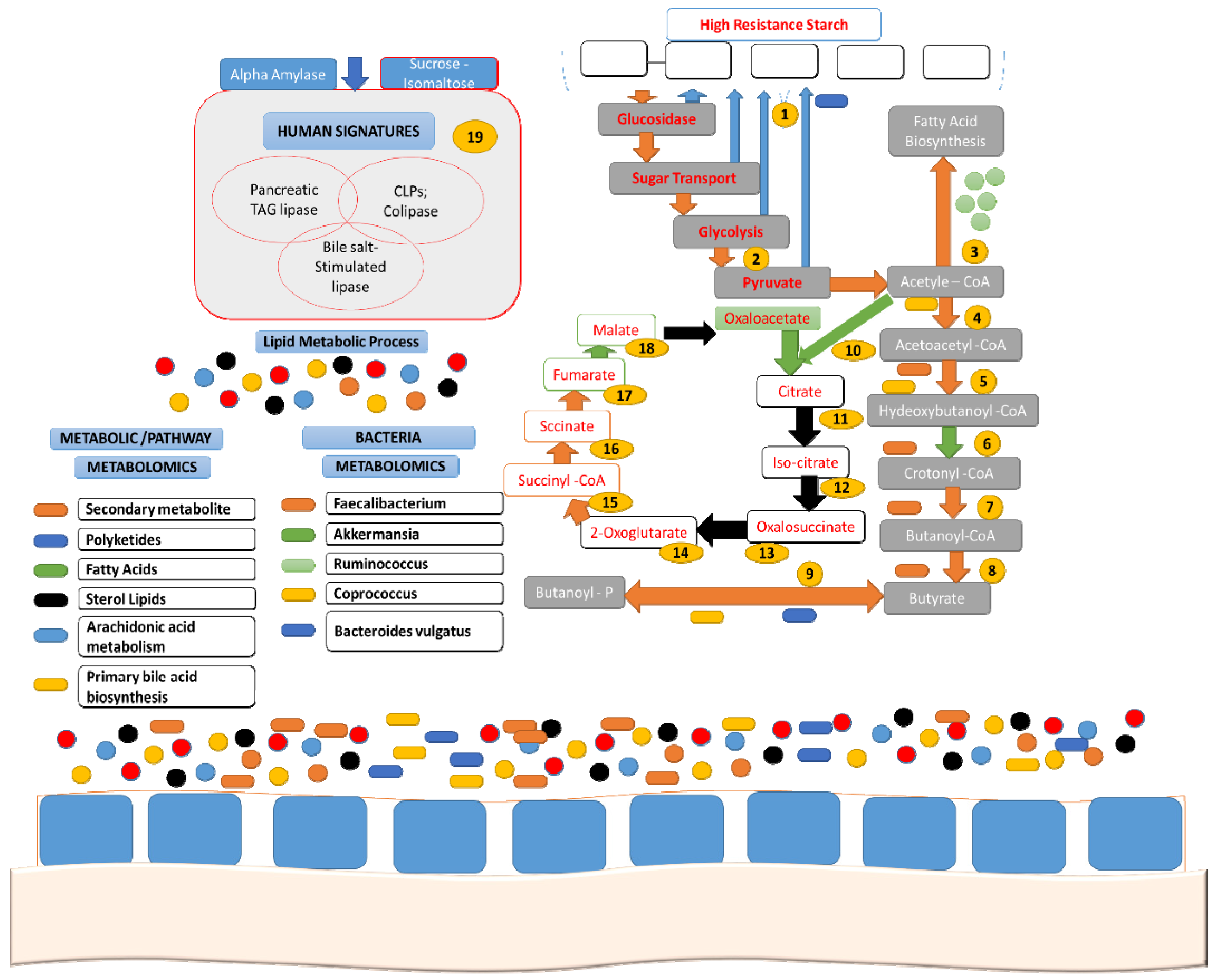Nutrients 11 01497 g004 Nutrients 11 01497 g004