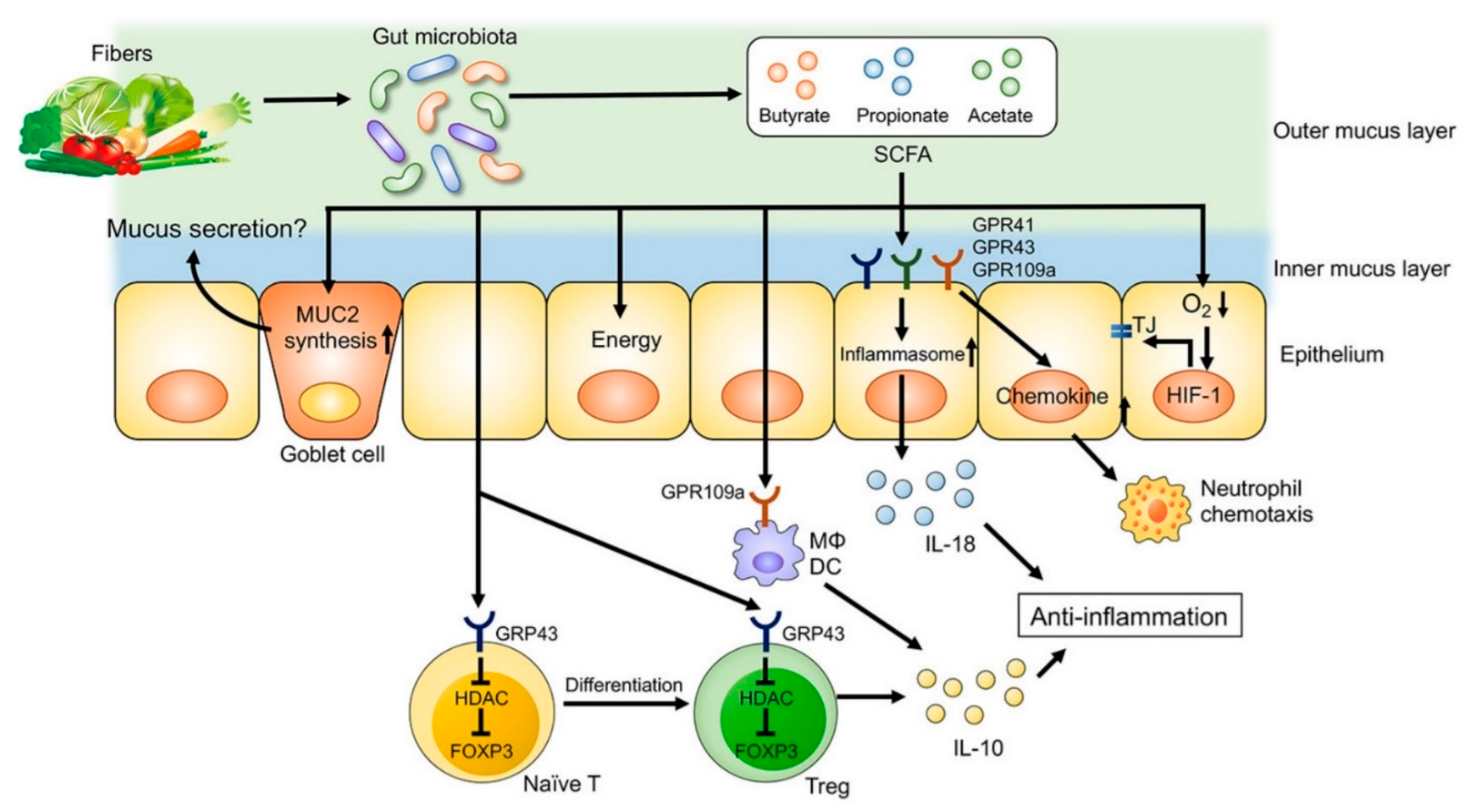 Nutrients 11 01498 g003