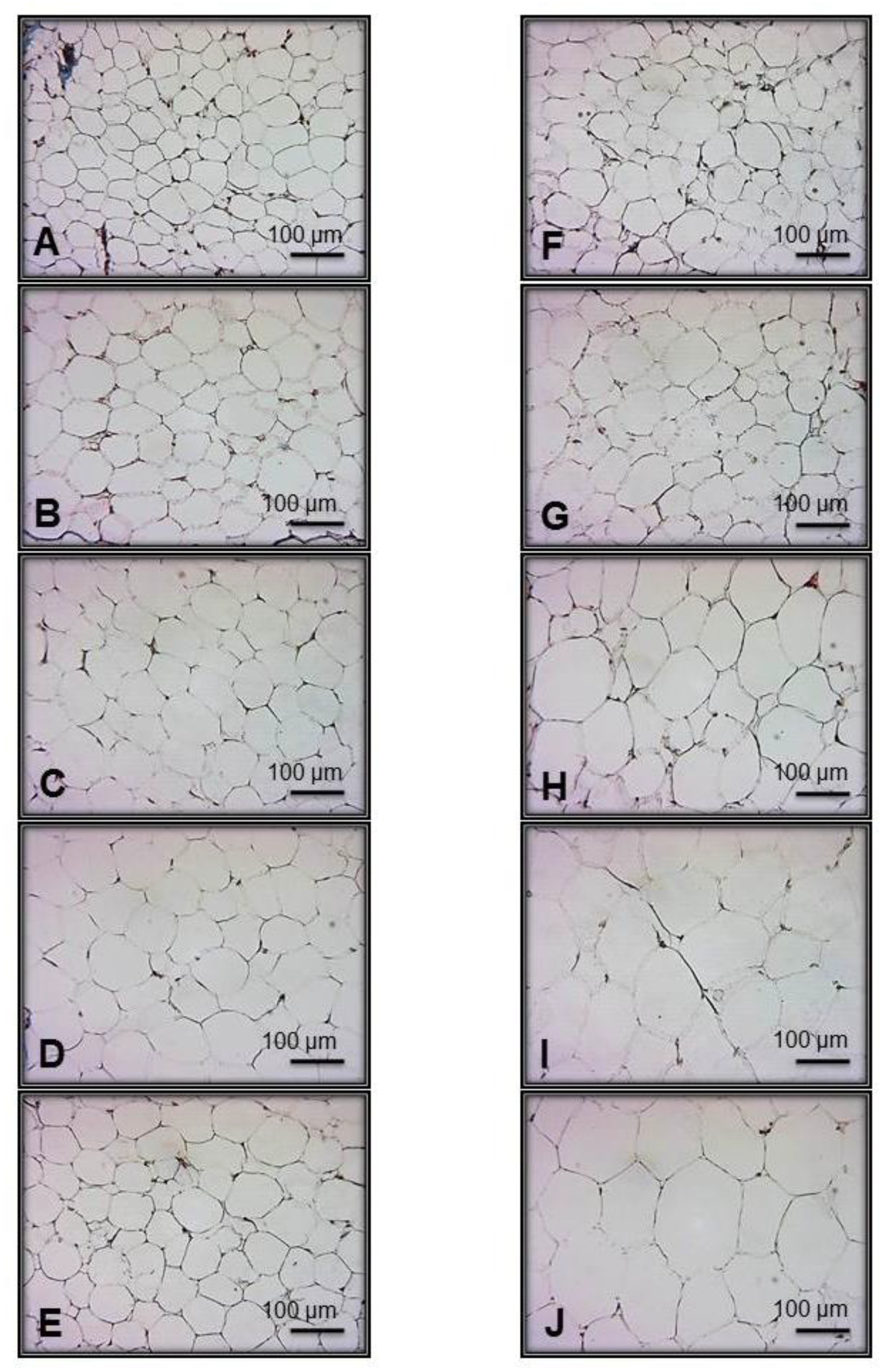 Nutrients 11 01529 g002 Nutrients 11 01529 g002