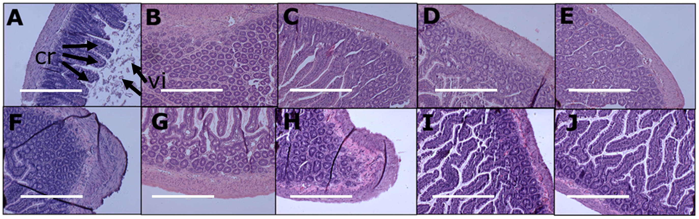 Nutrients 11 01542 g004
