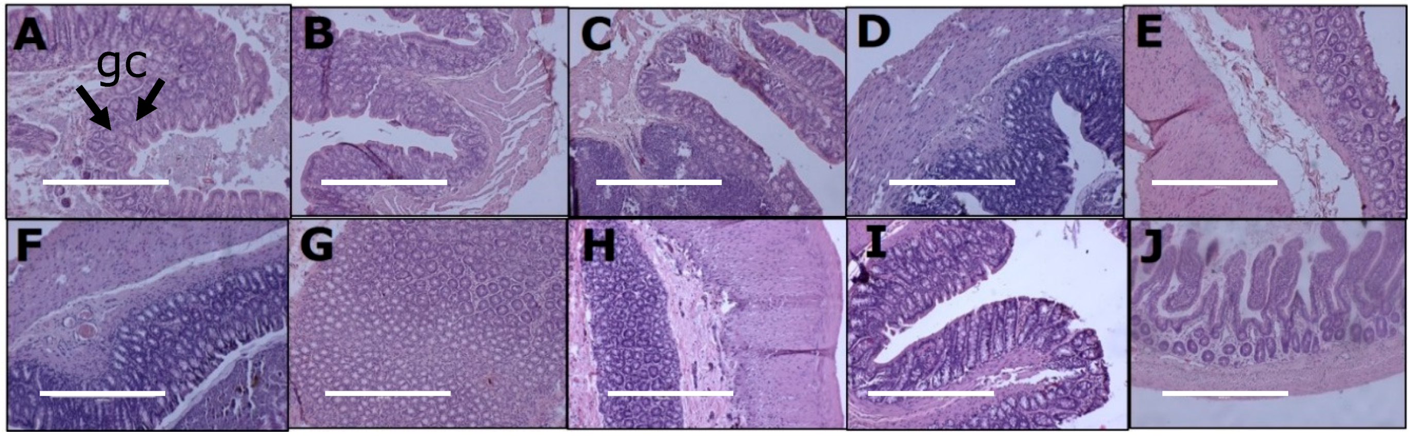 Nutrients 11 01542 g005