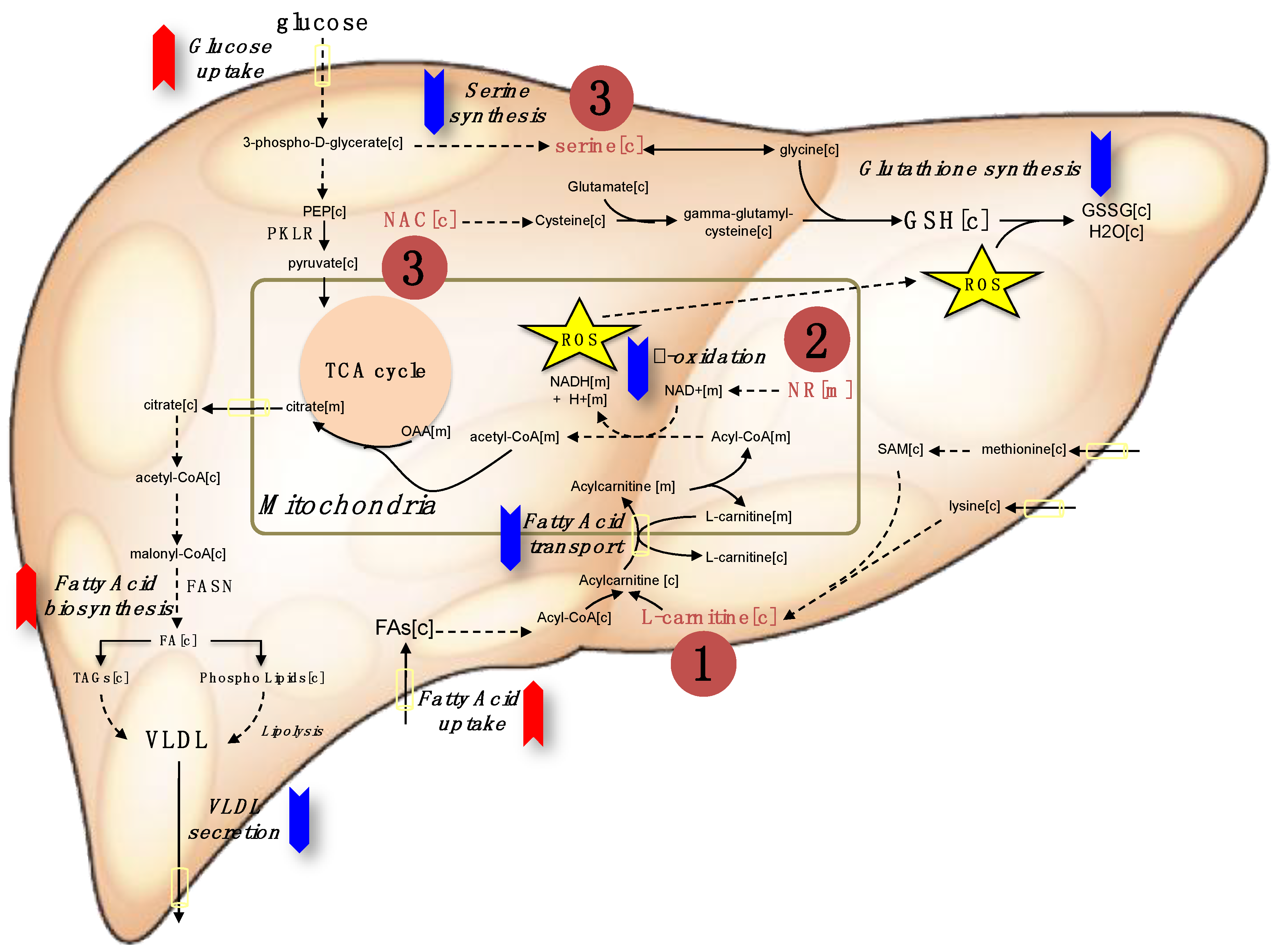 nutrients-11-01578-g001.png