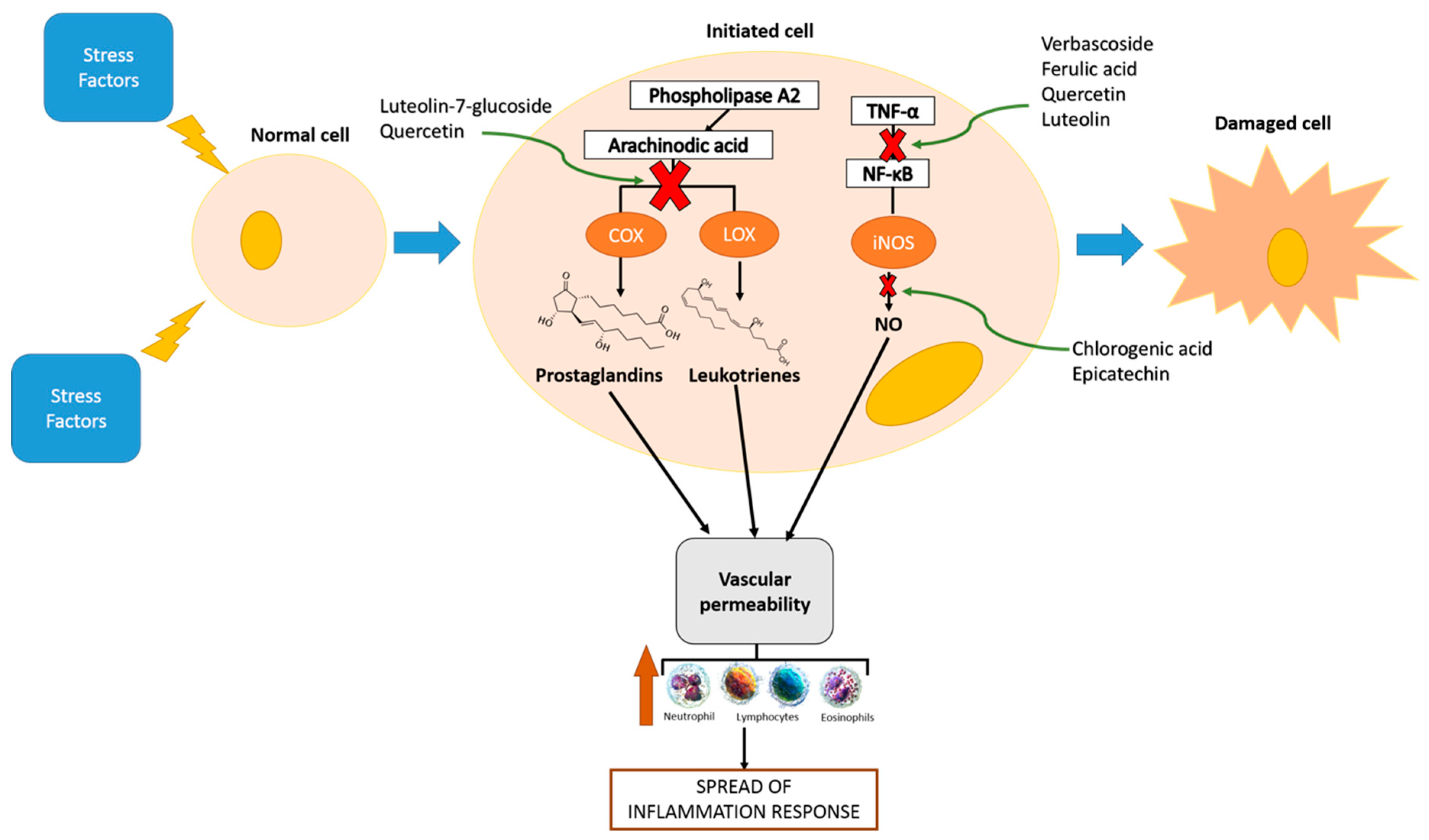Nutrients 11 01646 g001 Nutrients 11 01646 g001