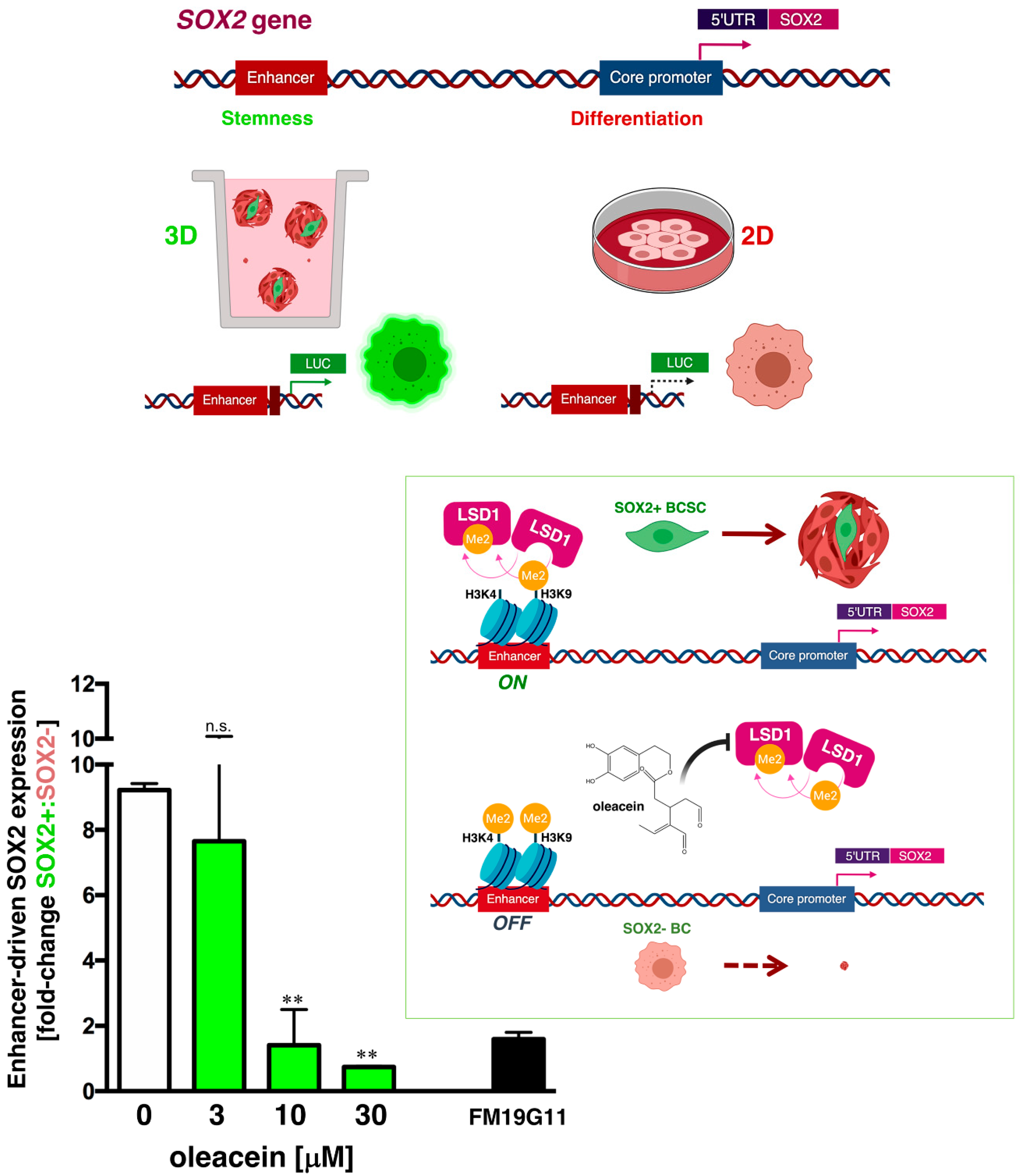 Nutrients 11 01656 g004 Nutrients 11 01656 g004