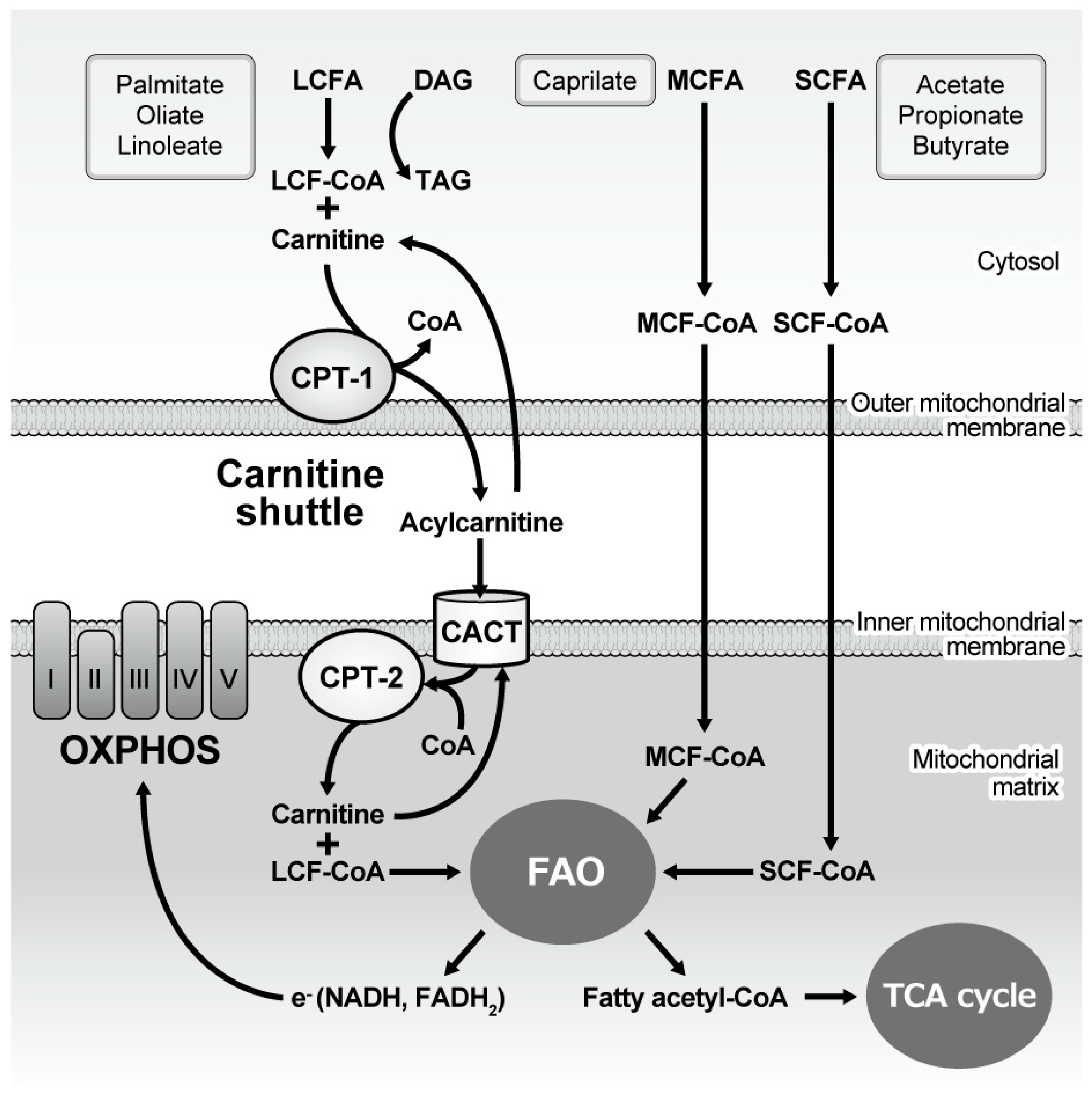 Nutrients 11 01664 g001