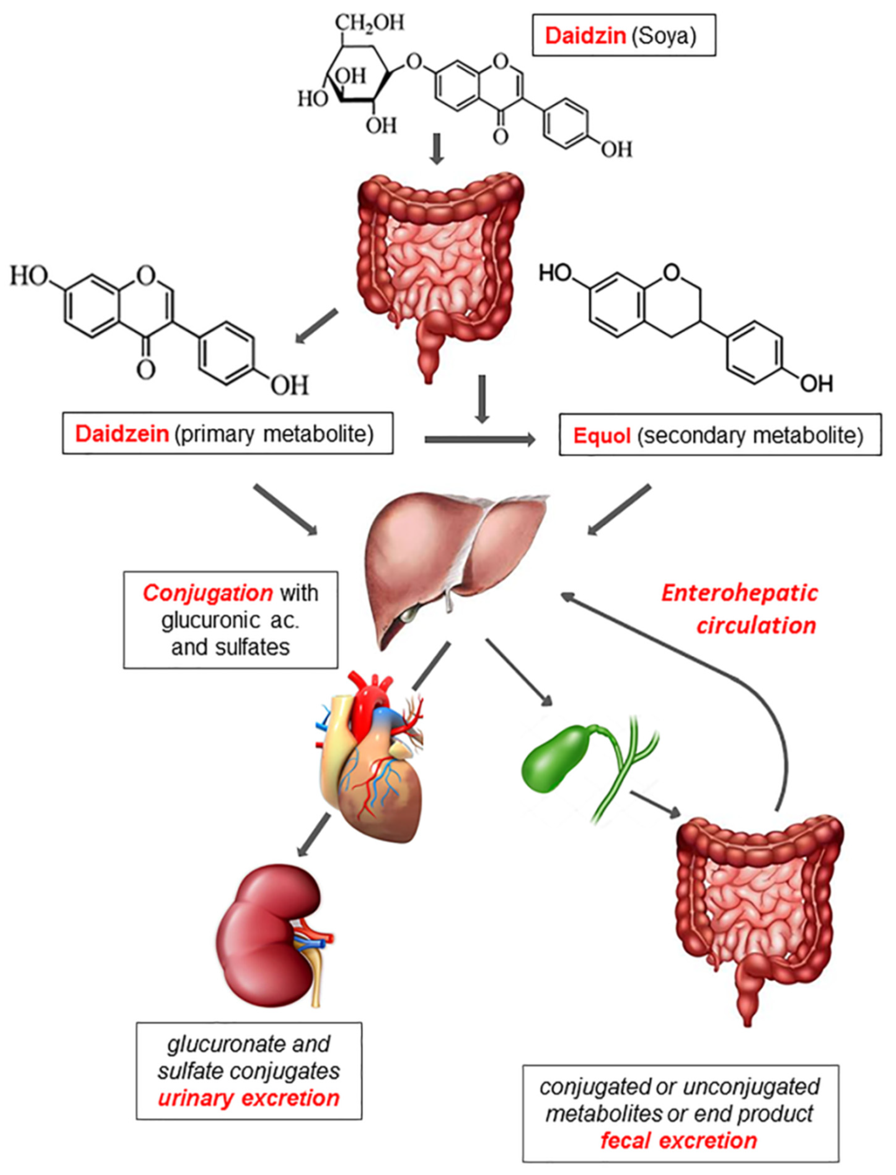 Nutrients  Free FullText  Phytoestrogens Dietary Intake