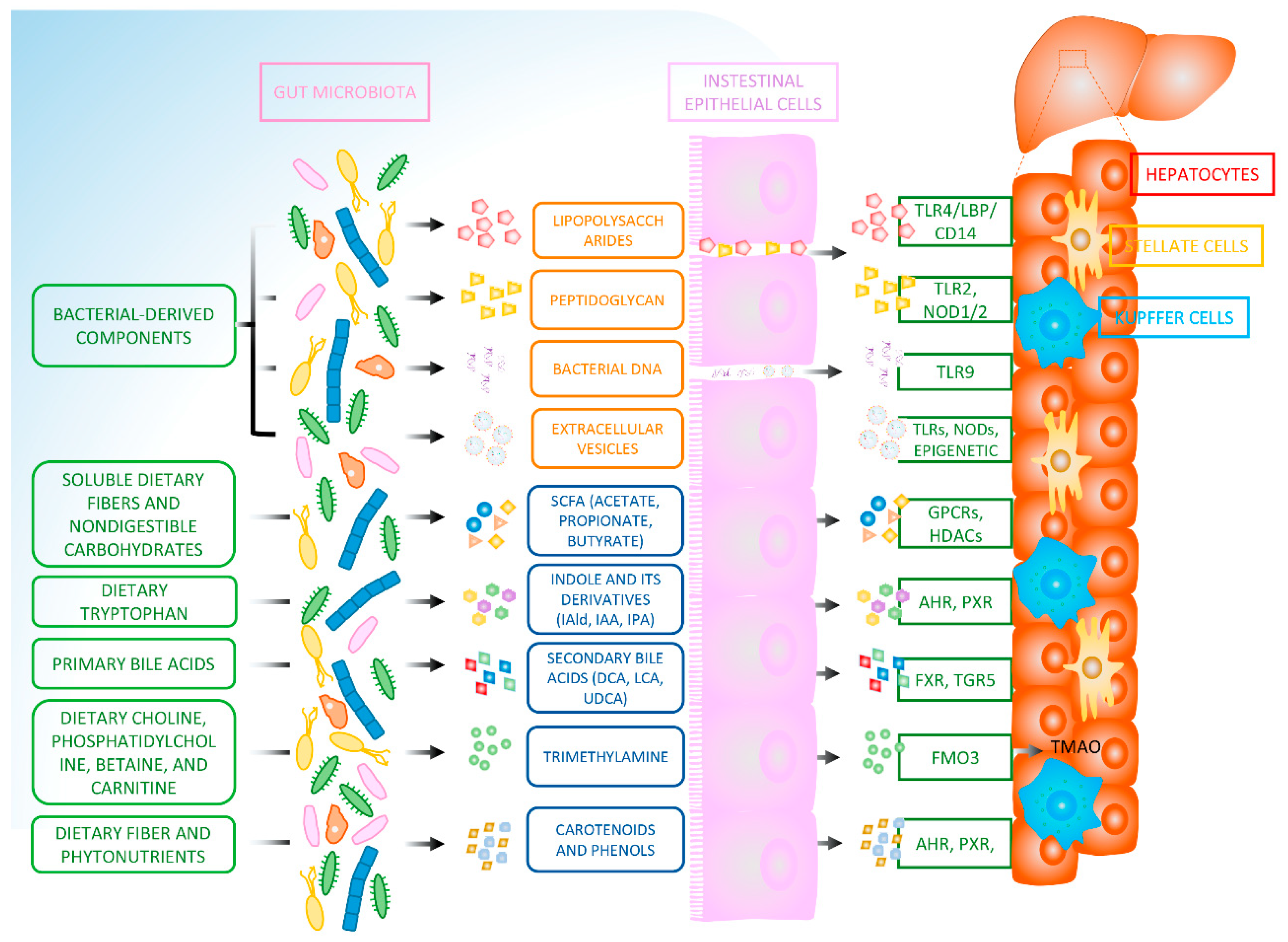 Nutrients | Free Full-Text | Gut Microbiota-Derived Components and 