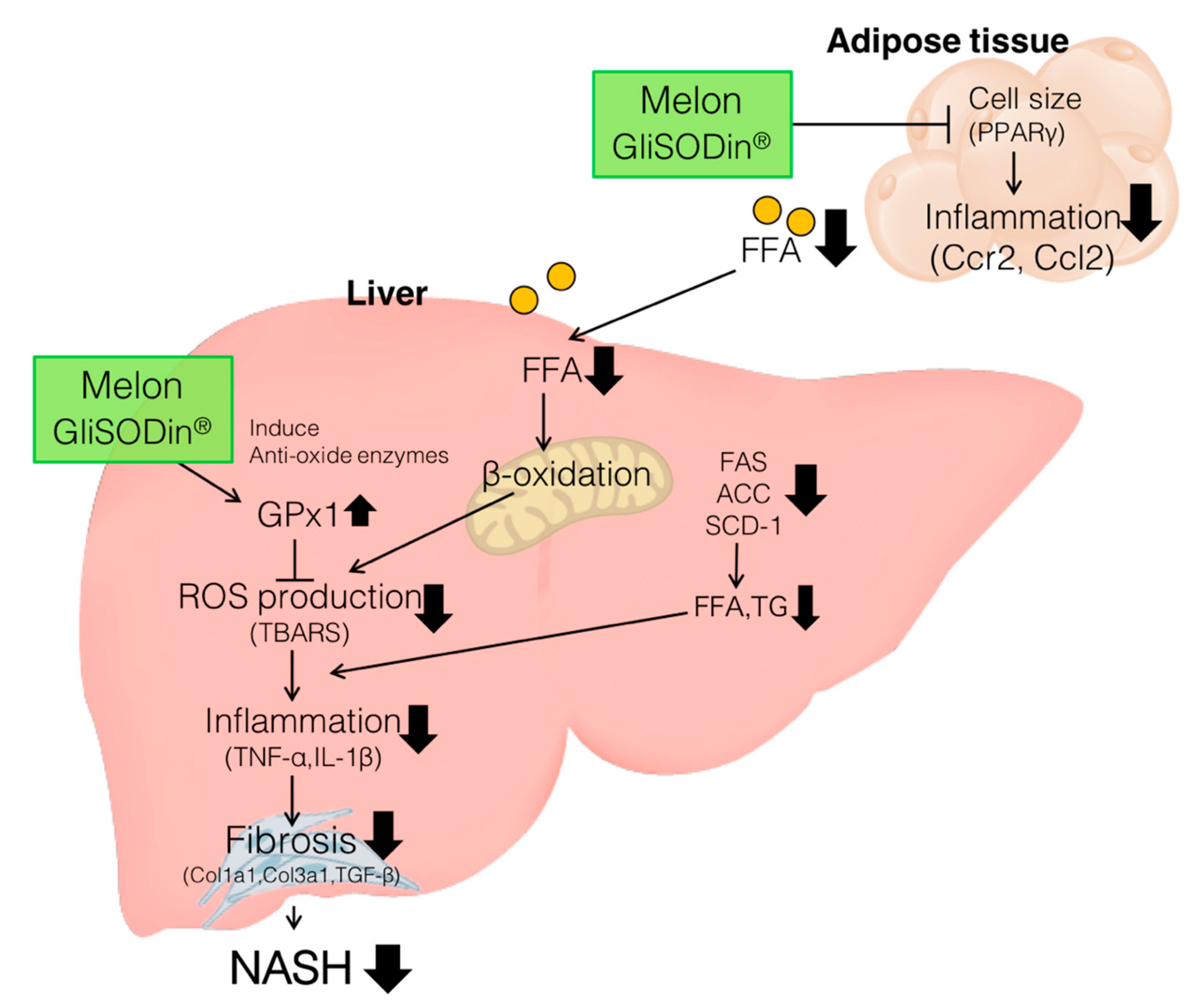 Nutrients 11 01779 g005 Nutrients 11 01779 g005