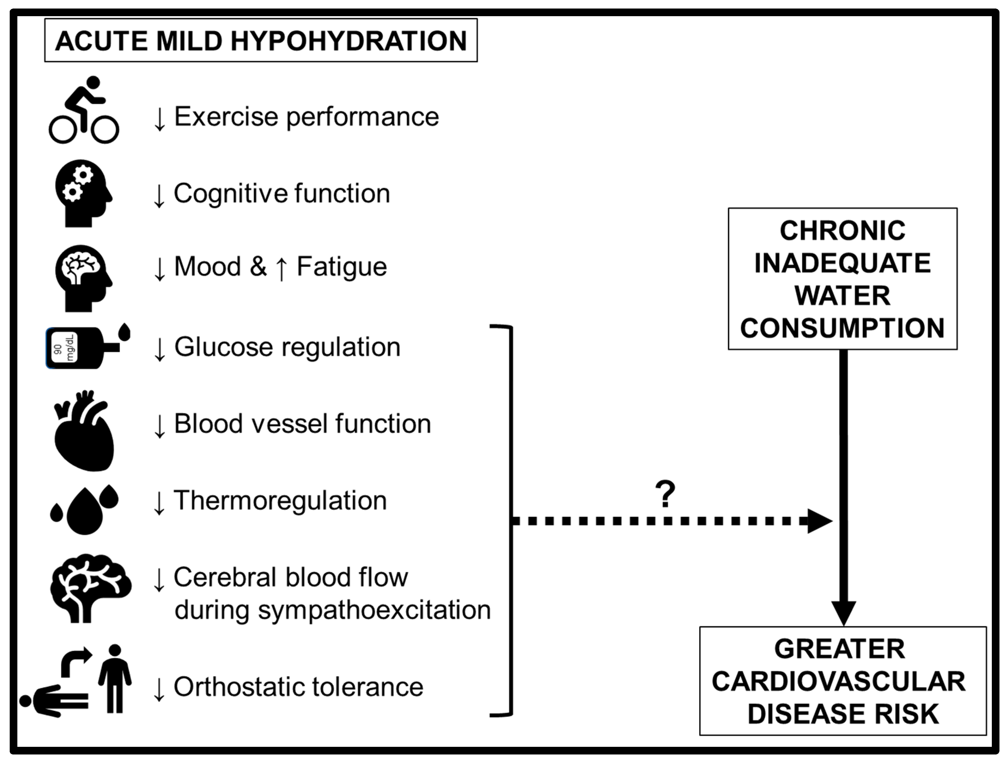 Hydration and cardiovascular health in youth