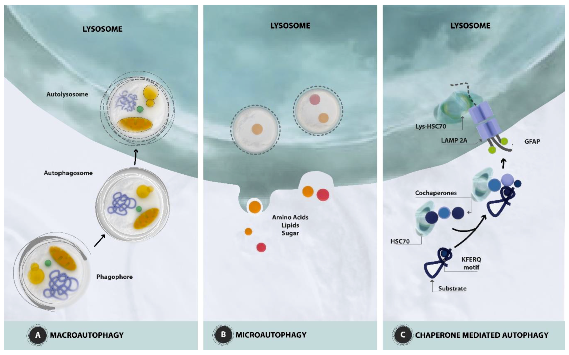 Nutrients 11 01881 g001 Nutrients 11 01881 g001