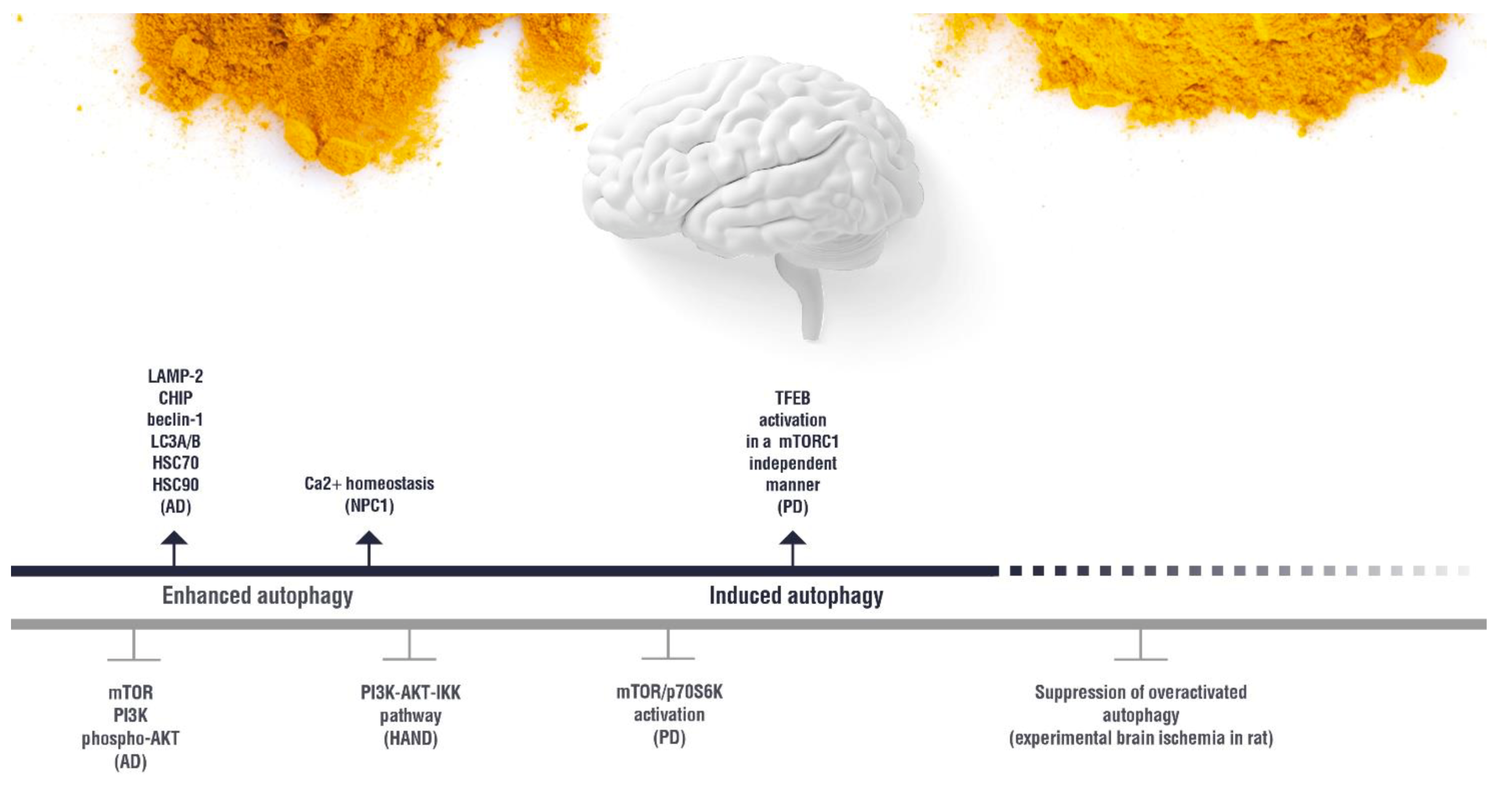 Nutrients 11 01881 g003 Nutrients 11 01881 g003