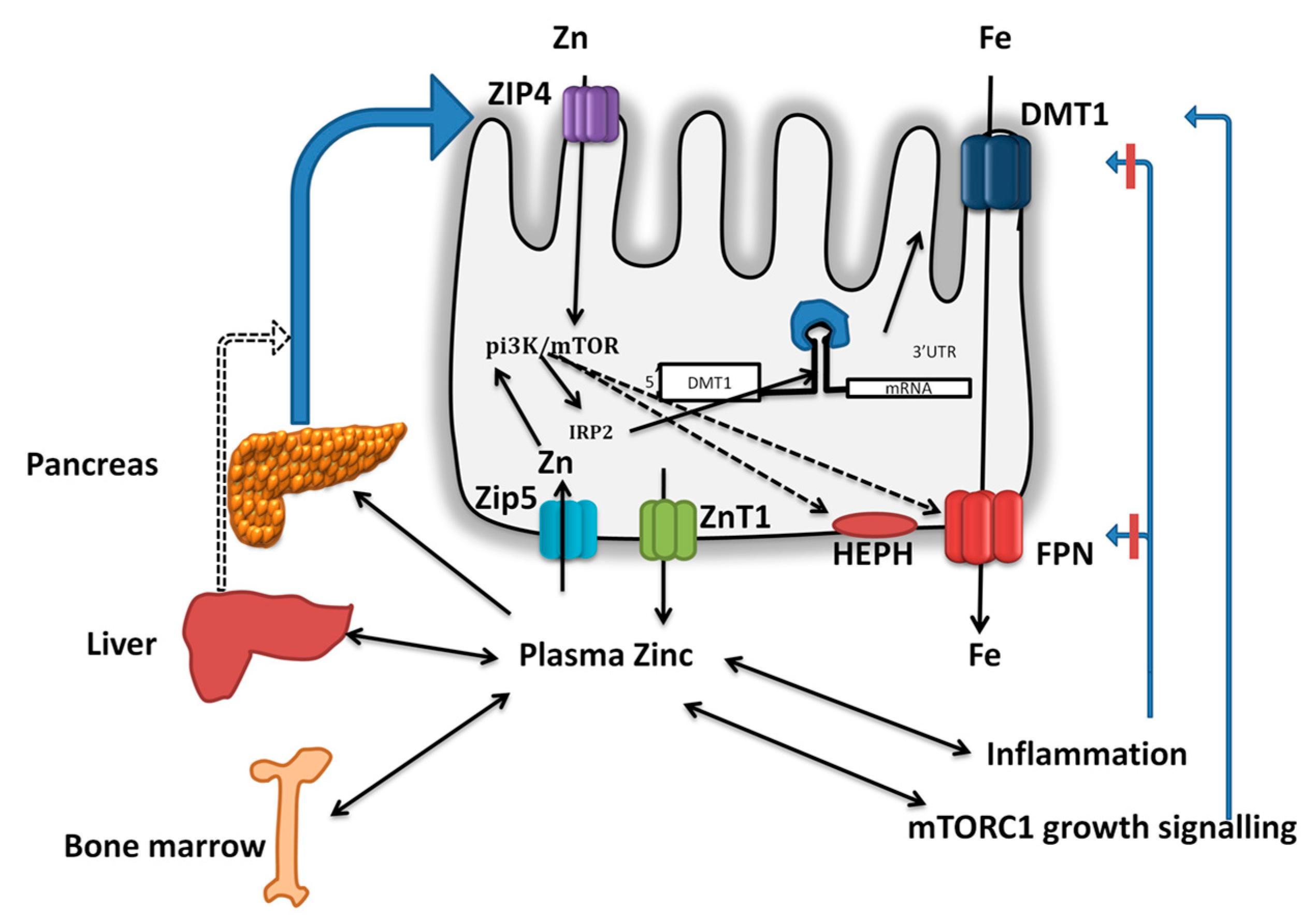 Nutrients Free FullText Iron and Zinc Homeostasis and Interactions