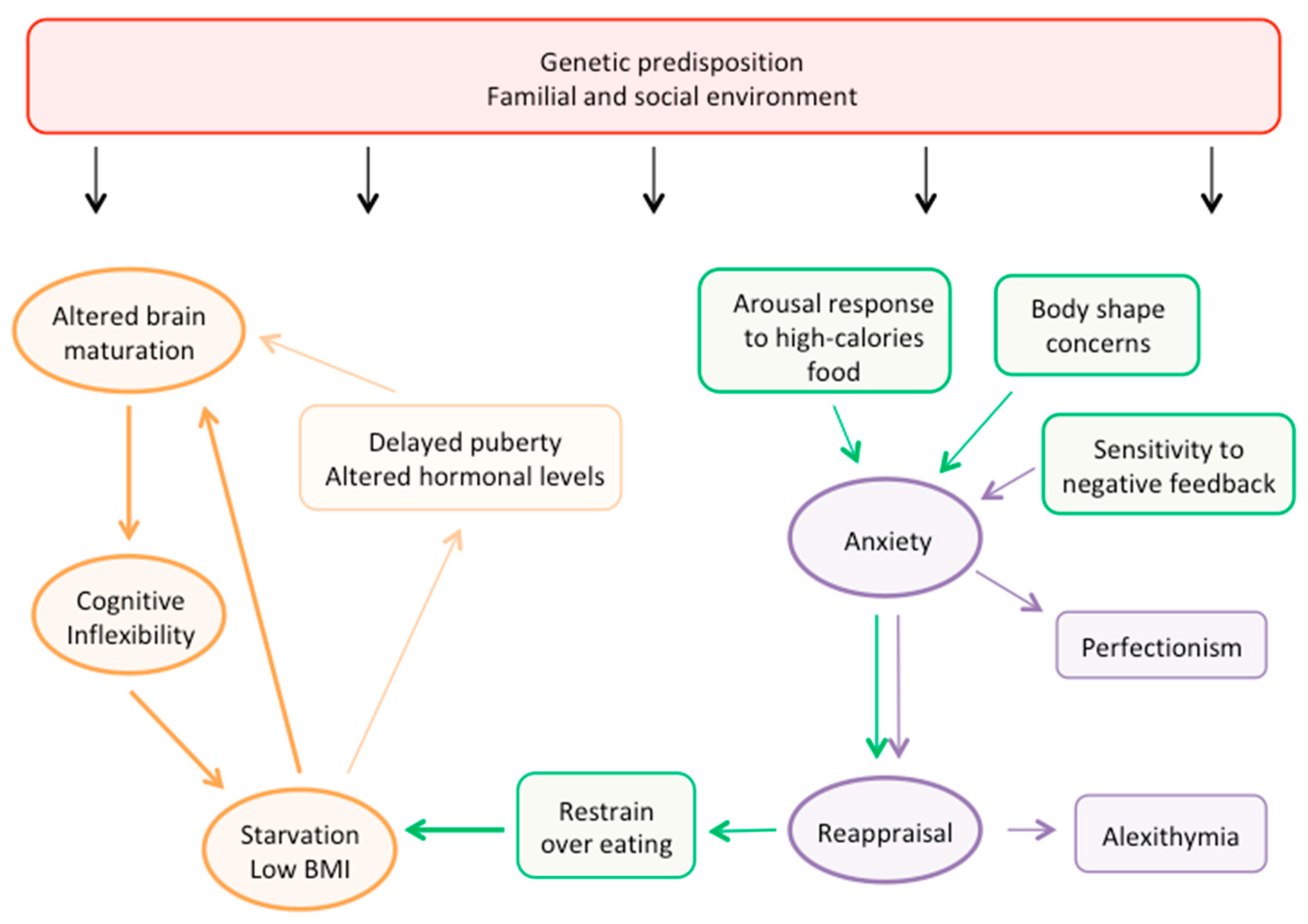 Cognitive development hotsell during puberty