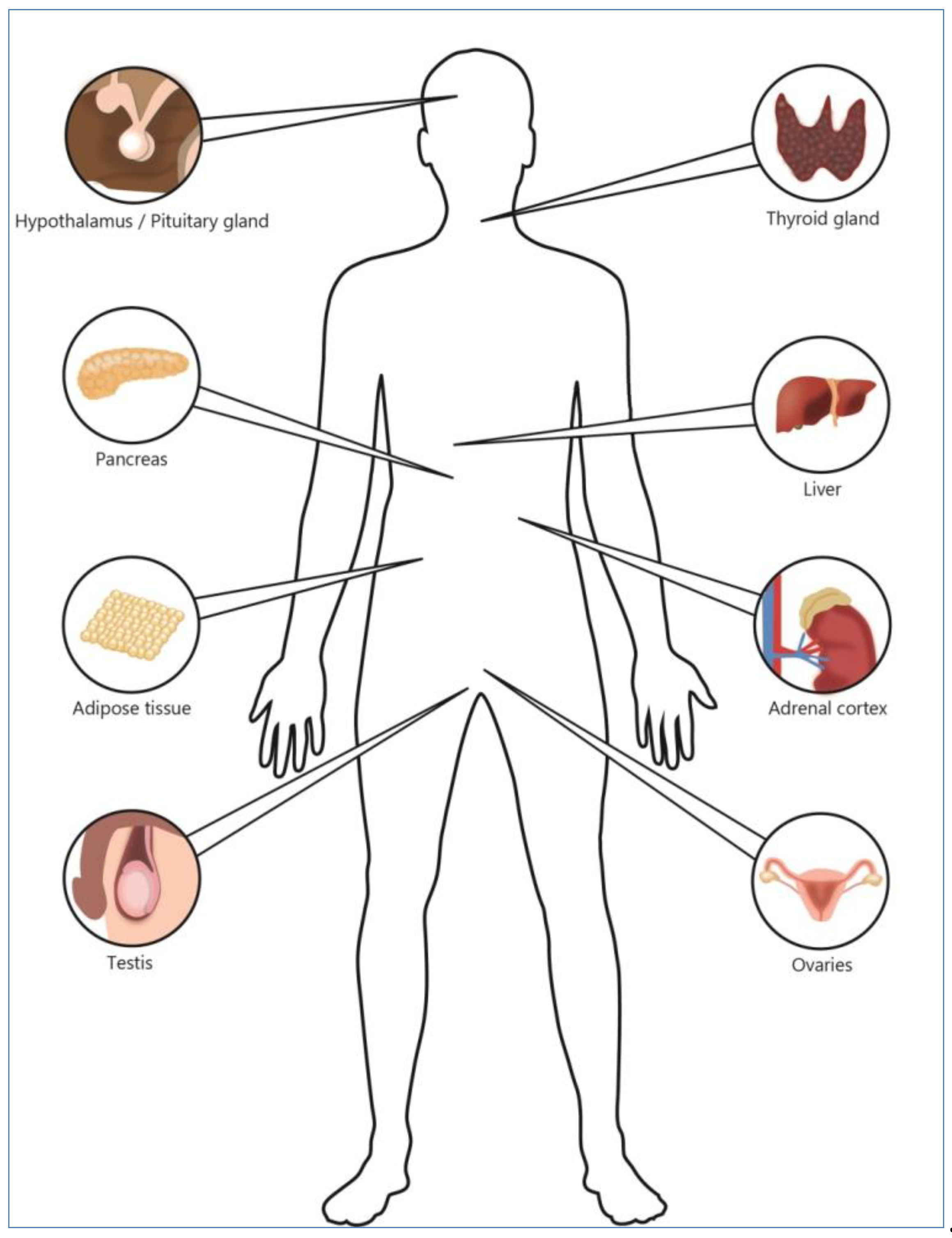 anorexia causes and effects