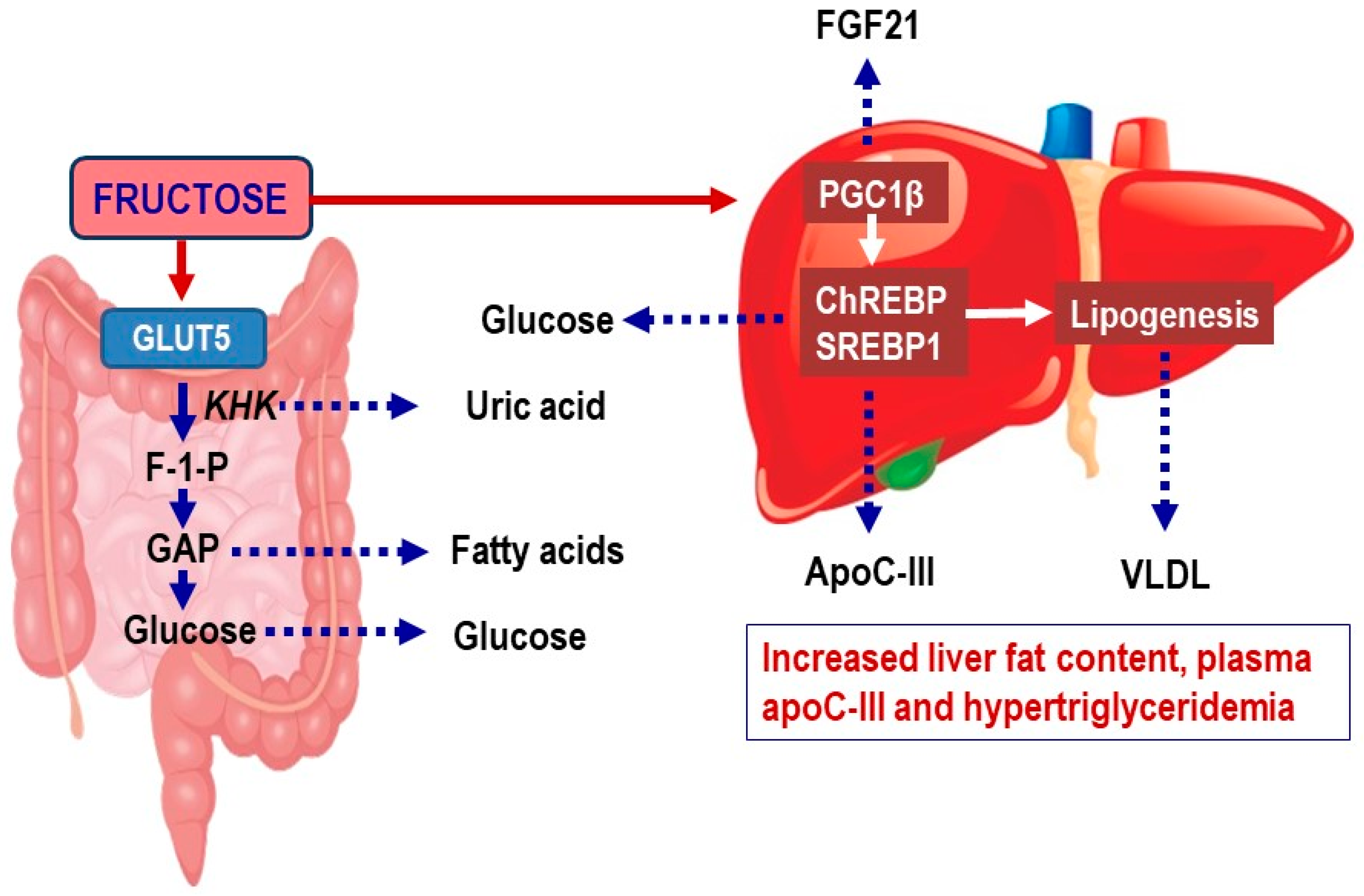 Фруктоза и печень. Fructose metabolism. Uric acid metabolism. Капсулы obesity metabolic. Фруктоза тонкий кишечник.