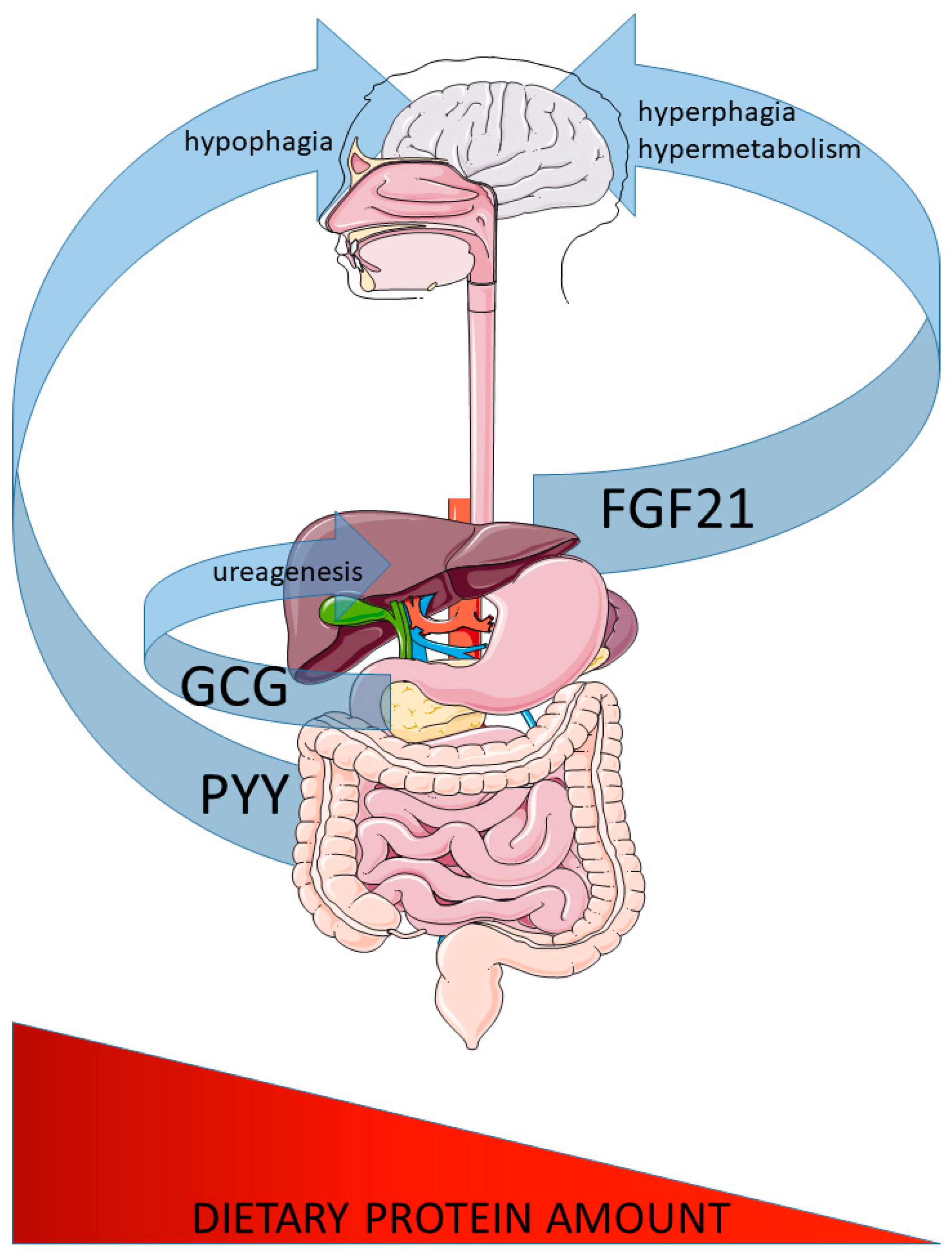 protein hormones protein hormones