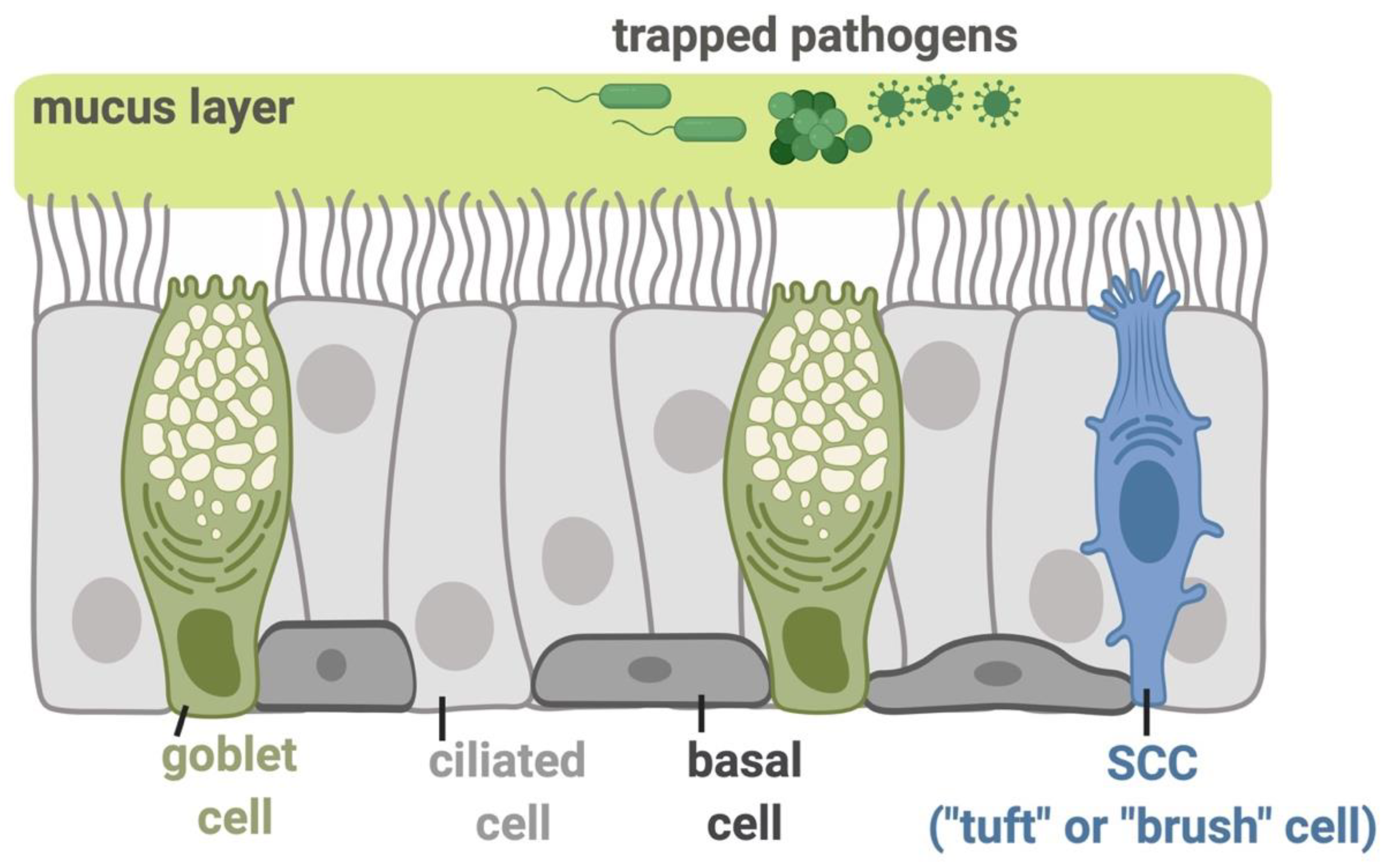 Nutrients 11 02017 g001 Nutrients 11 02017 g001
