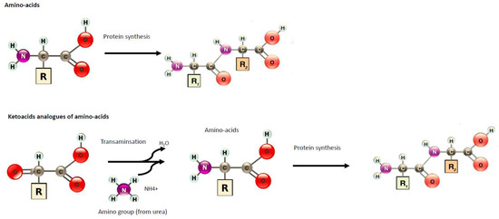 Nutrients 11 02071 g001 550