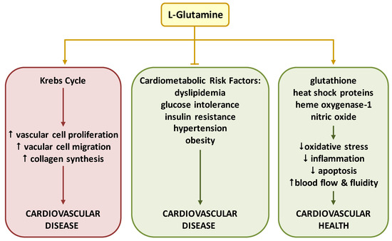 Nutrients Free Full Text The Emerging Role Of L Glutamine In Cardiovascular Health And Disease Html