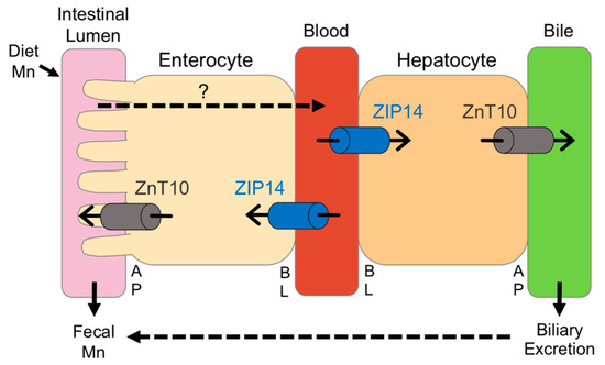 A Novel Biomarker Identifies Systemic Lupus Erythematous