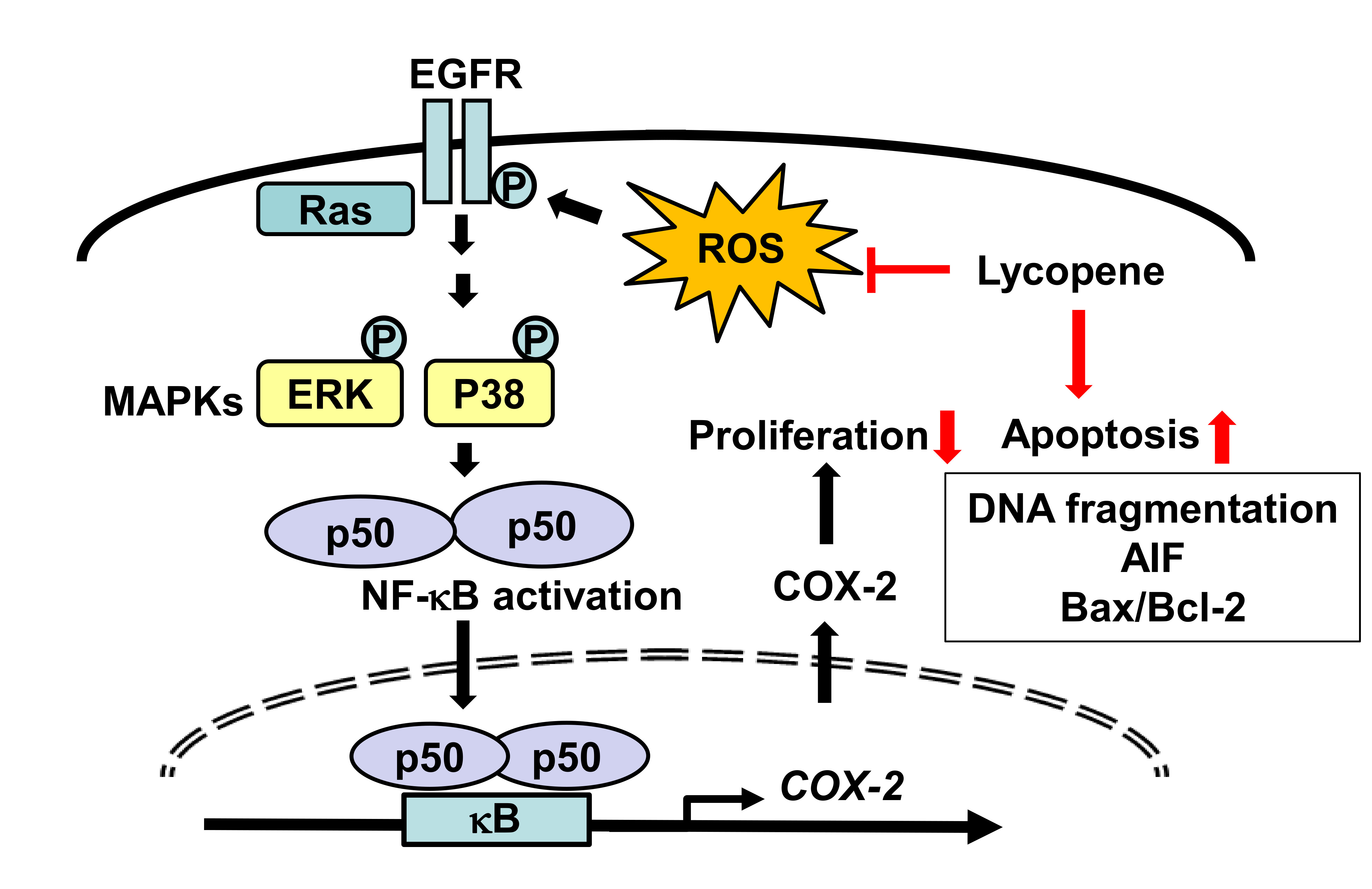 Nutrients Free FullText Lycopene Inhibits Activation of Epidermal