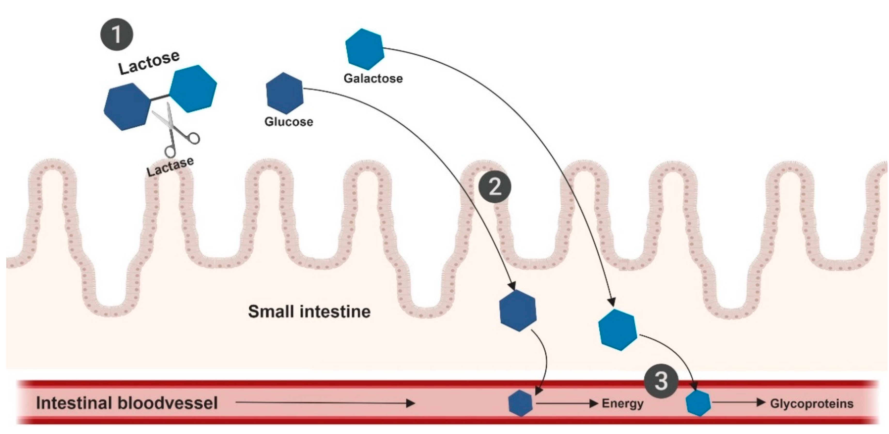 Nutrients 11 02162 g005