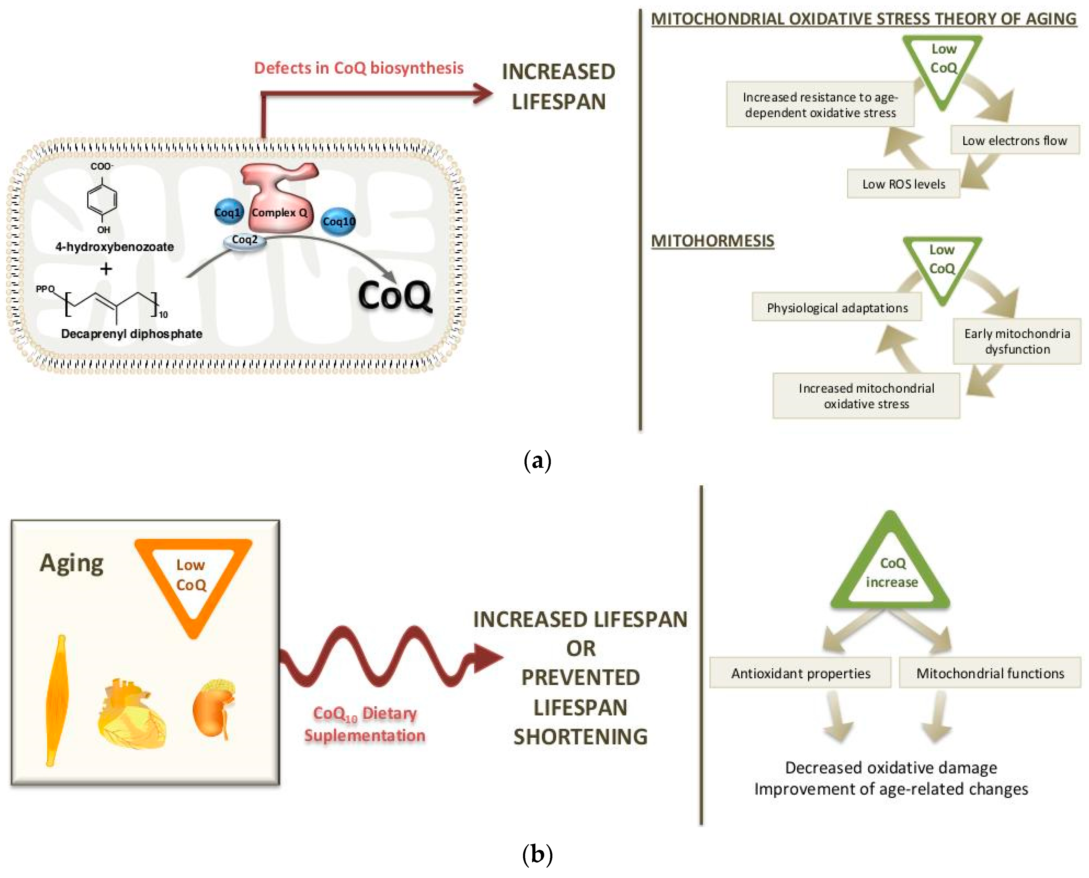 Nutrients Free Full Text The Paradox Of Coenzyme Q10 In Aging