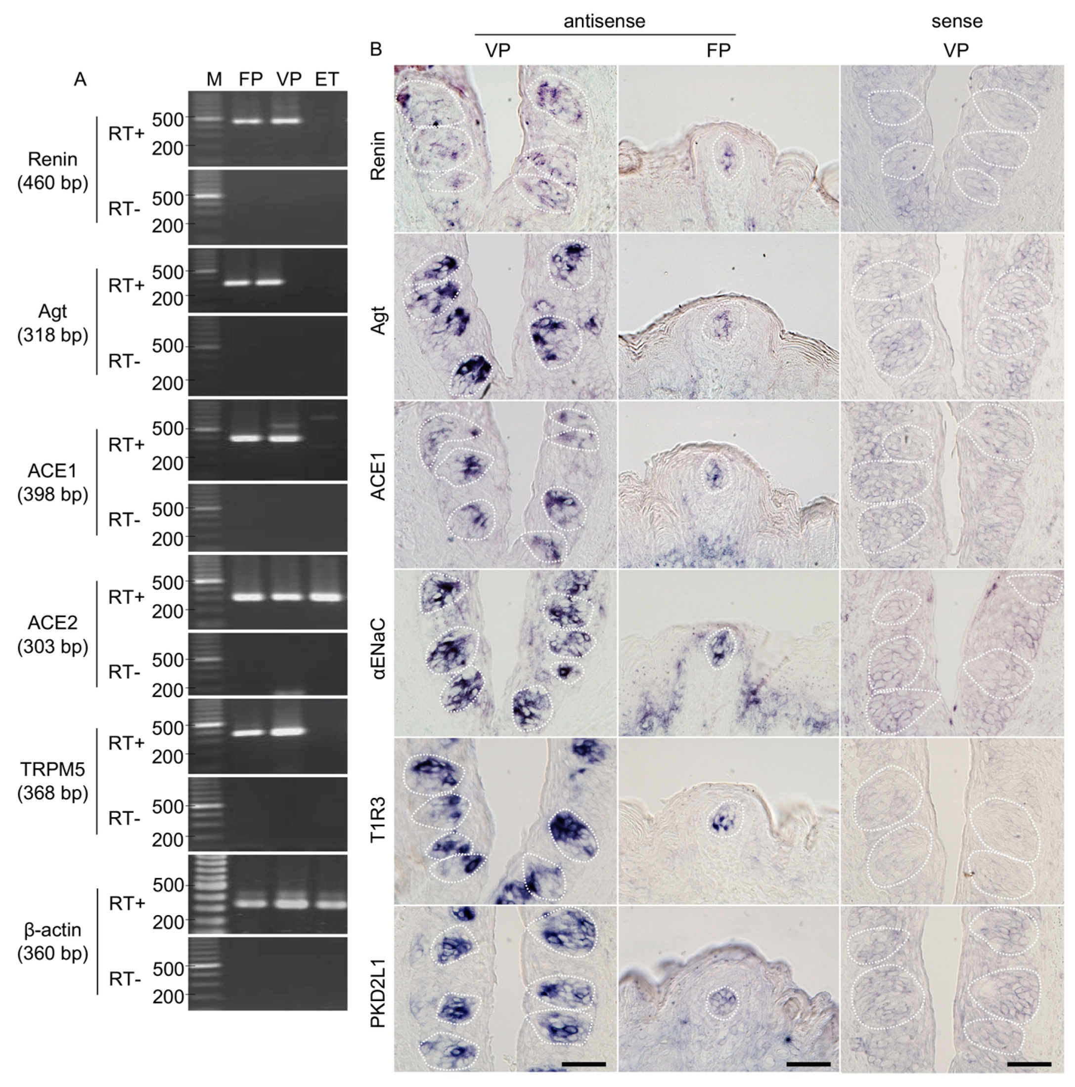 Nutrients Free Full Text Expression Of Renin Angiotensin System Ponents In The Taste An Of Mice Html