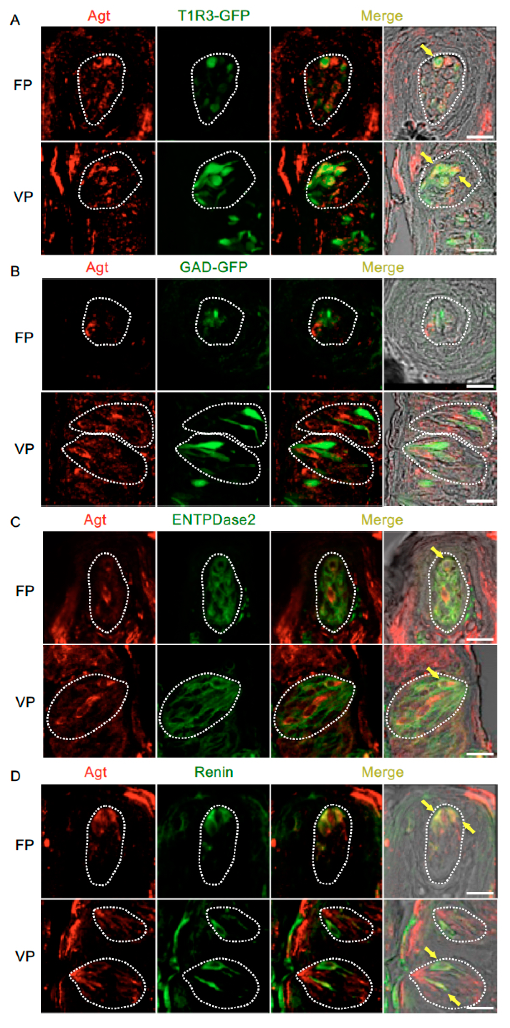 Nutrients 11 02251 g004 Nutrients 11 02251 g004