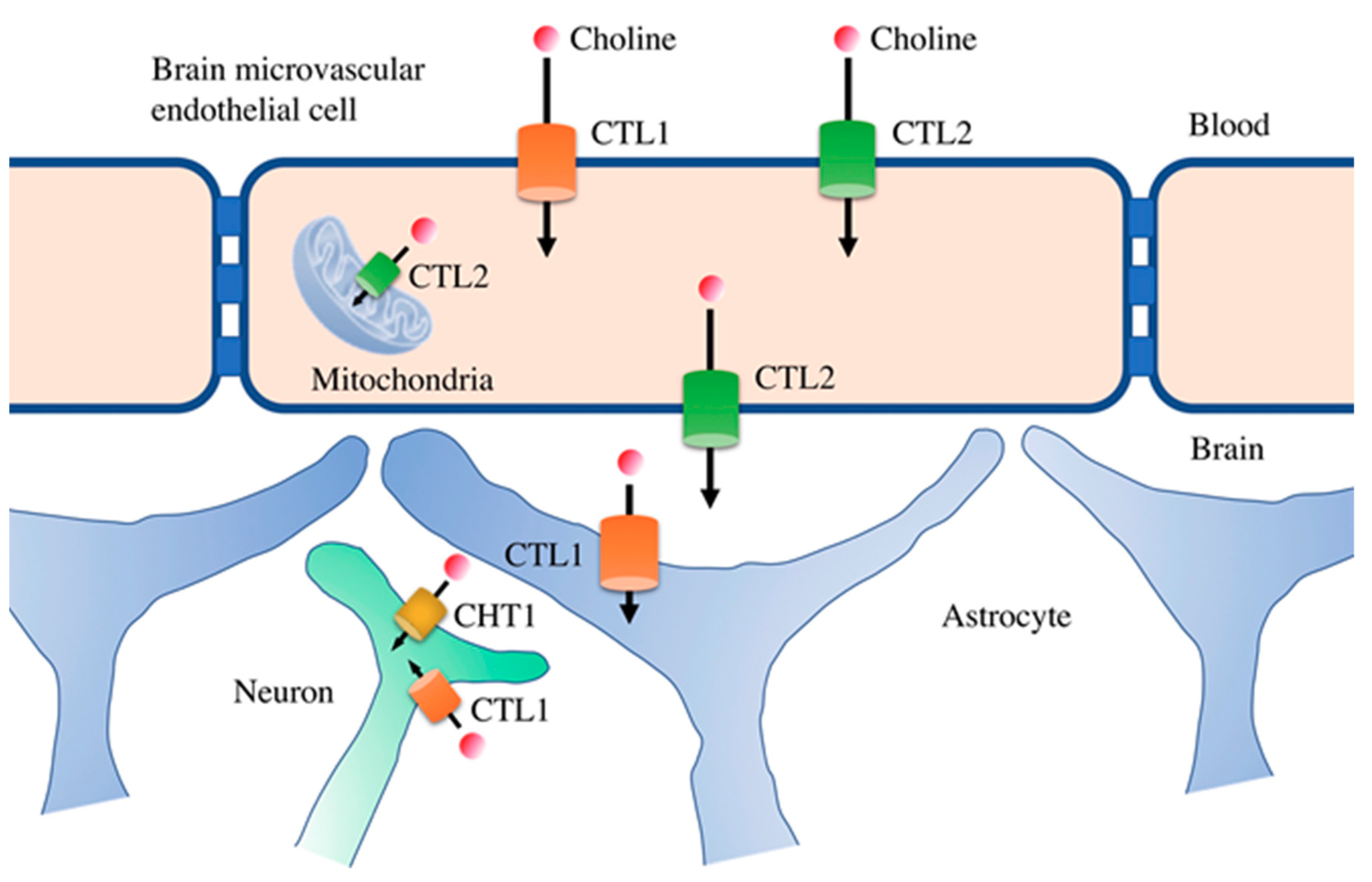 Nutrients 11 02265 g003