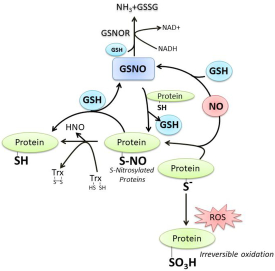 Nutrients 11 02318 g002 550