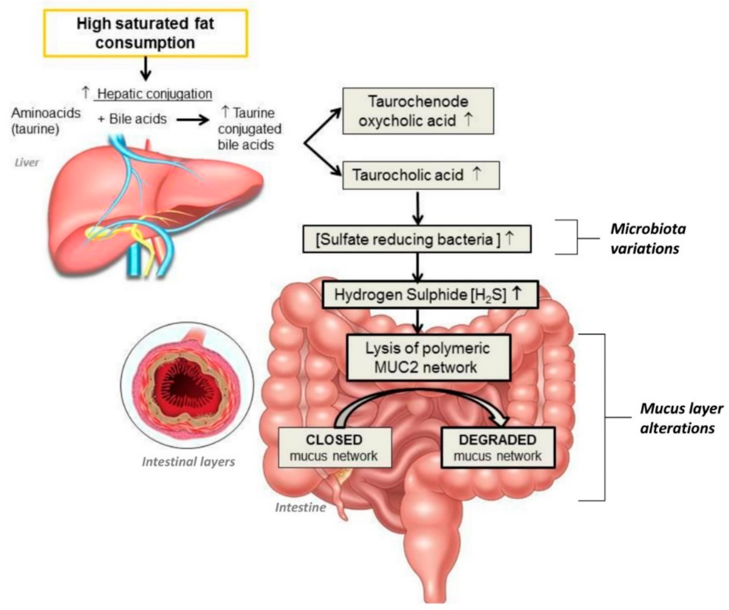 Nutrients 11 02393 g001 Nutrients 11 02393 g001