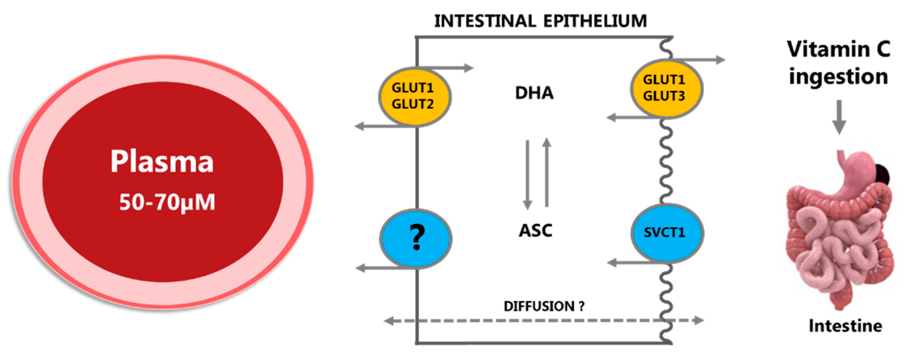 Nutrients Free Full Text The Pharmacokinetics Of Vitamin C Html