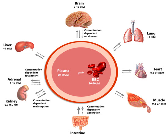Nutrients Free Full Text The Pharmacokinetics Of Vitamin C Html Nutrients Free Full Text The Pharmacokinetics Of Vitamin C Html