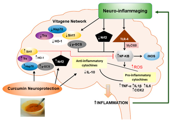 Nutrients Free Full Text Curcumin Hormesis And The Nervous System Html