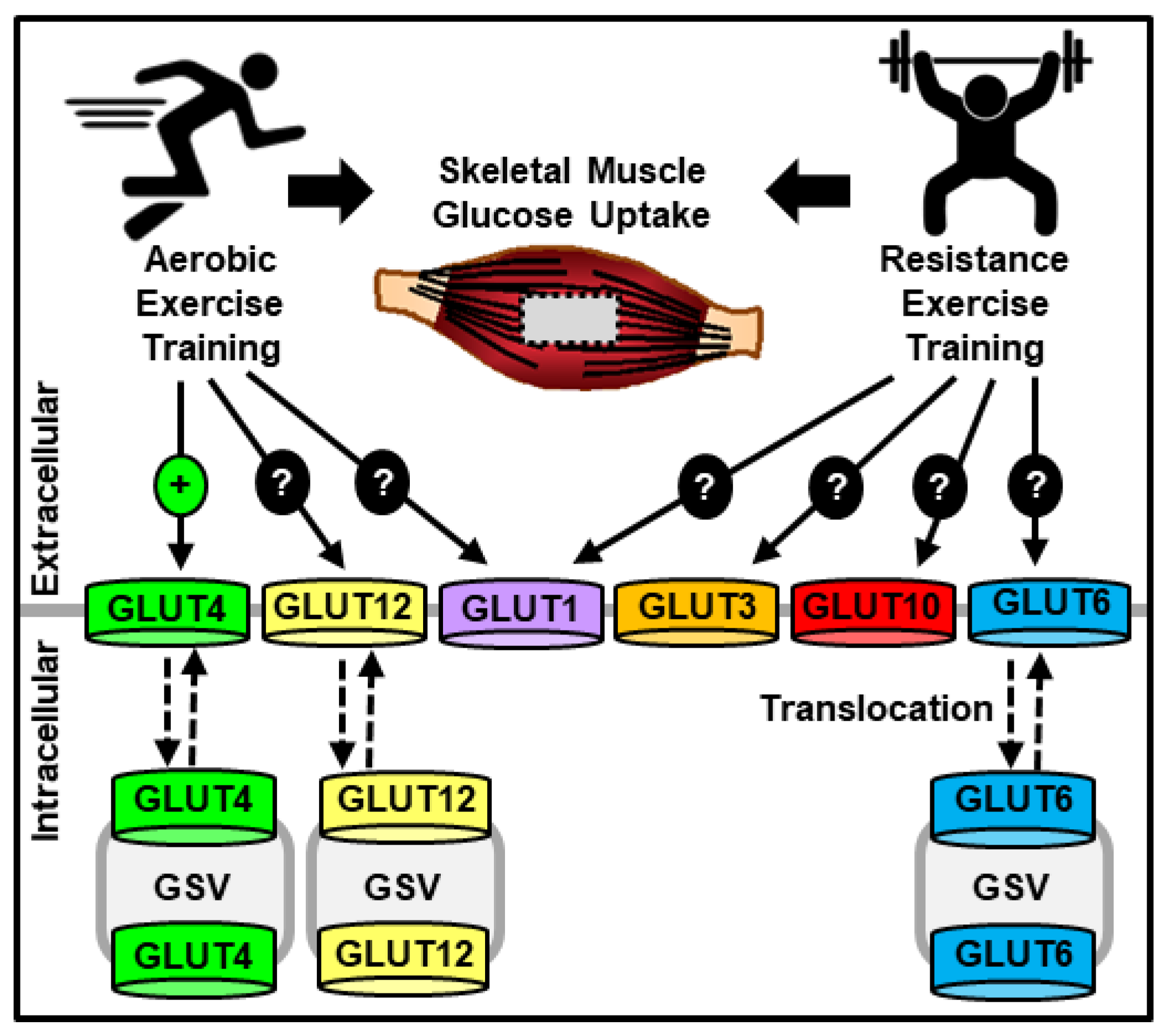 Nutrients Free Full Text Regulation Of Skeletal Muscle Glucose