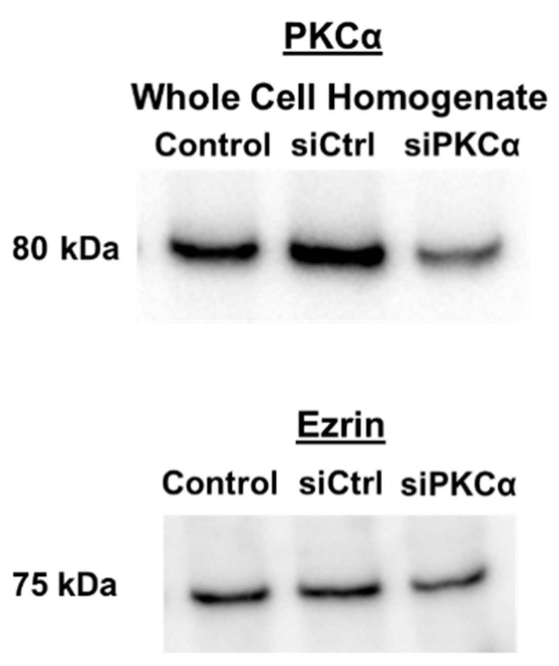 Nutrients 11 02516 g0a5