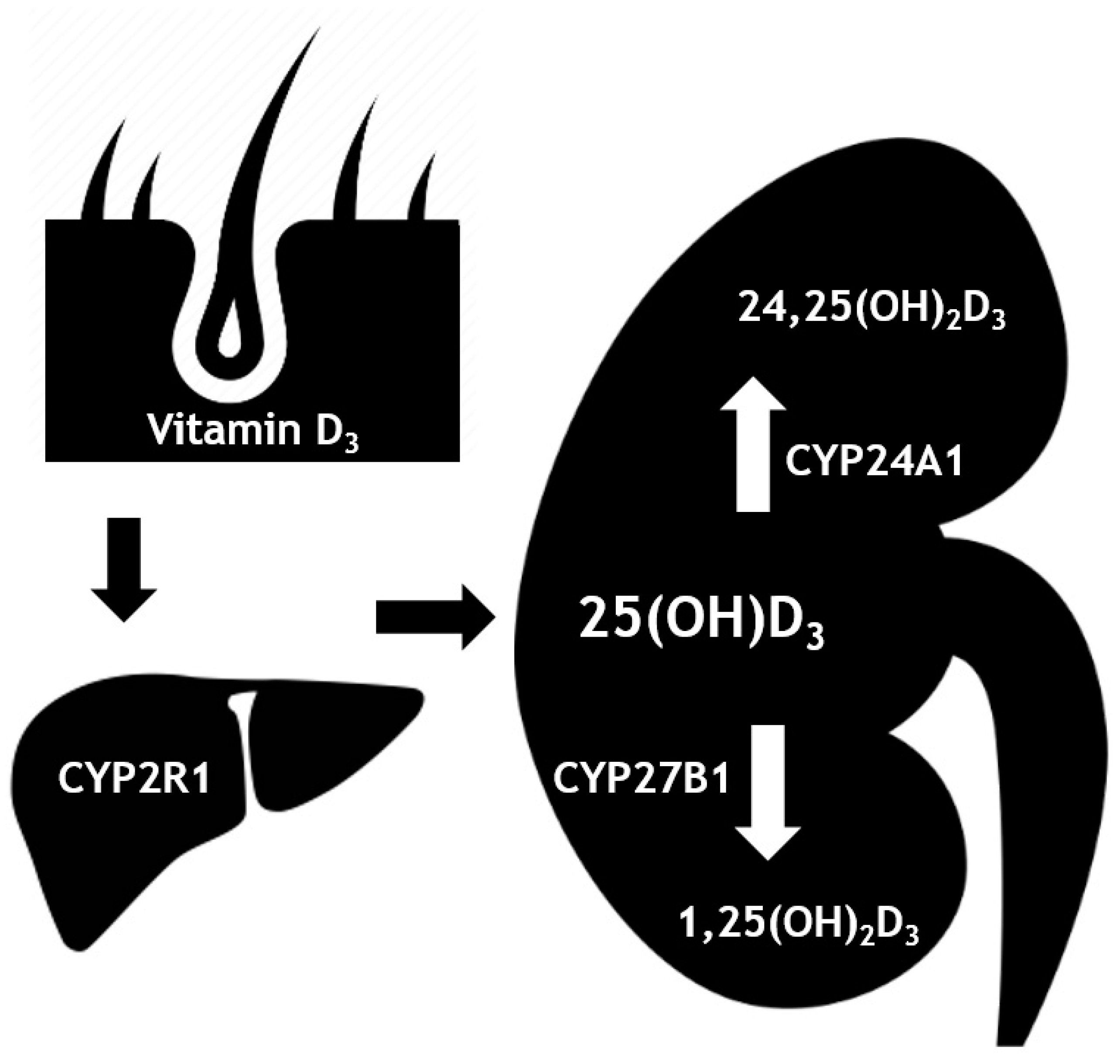 Nutrients 11 02539 g001 Nutrients 11 02539 g001