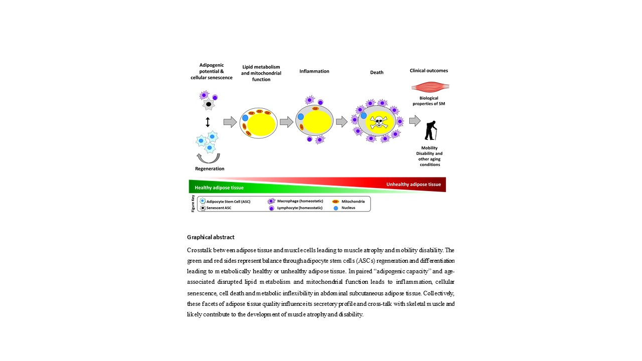 Nutrients | Free Full-Text | Adipose Tissue Quality in Aging: How