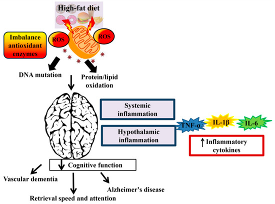 Protein and Brain Health: The Impact of Protein on Cognitive Function
