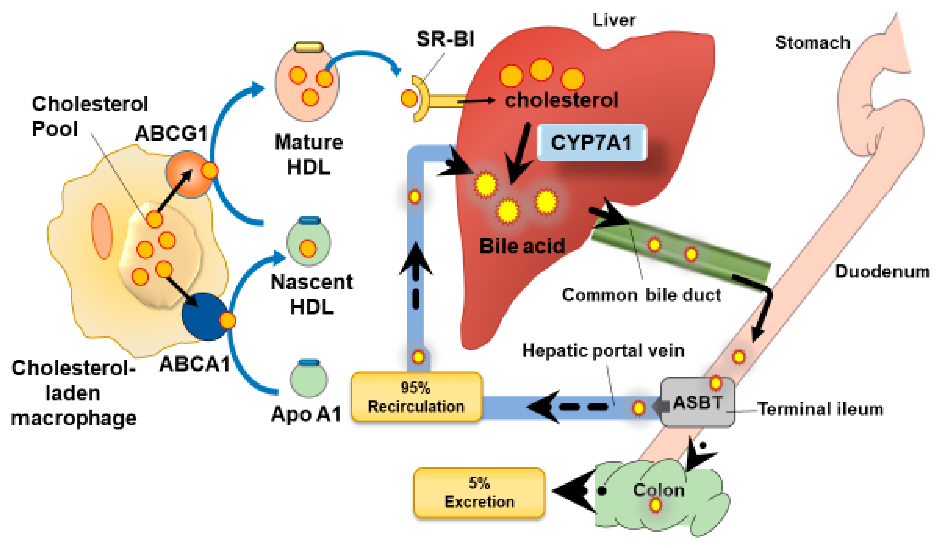 Nutrients Free Full Text Polyphenol Effects On Cholesterol