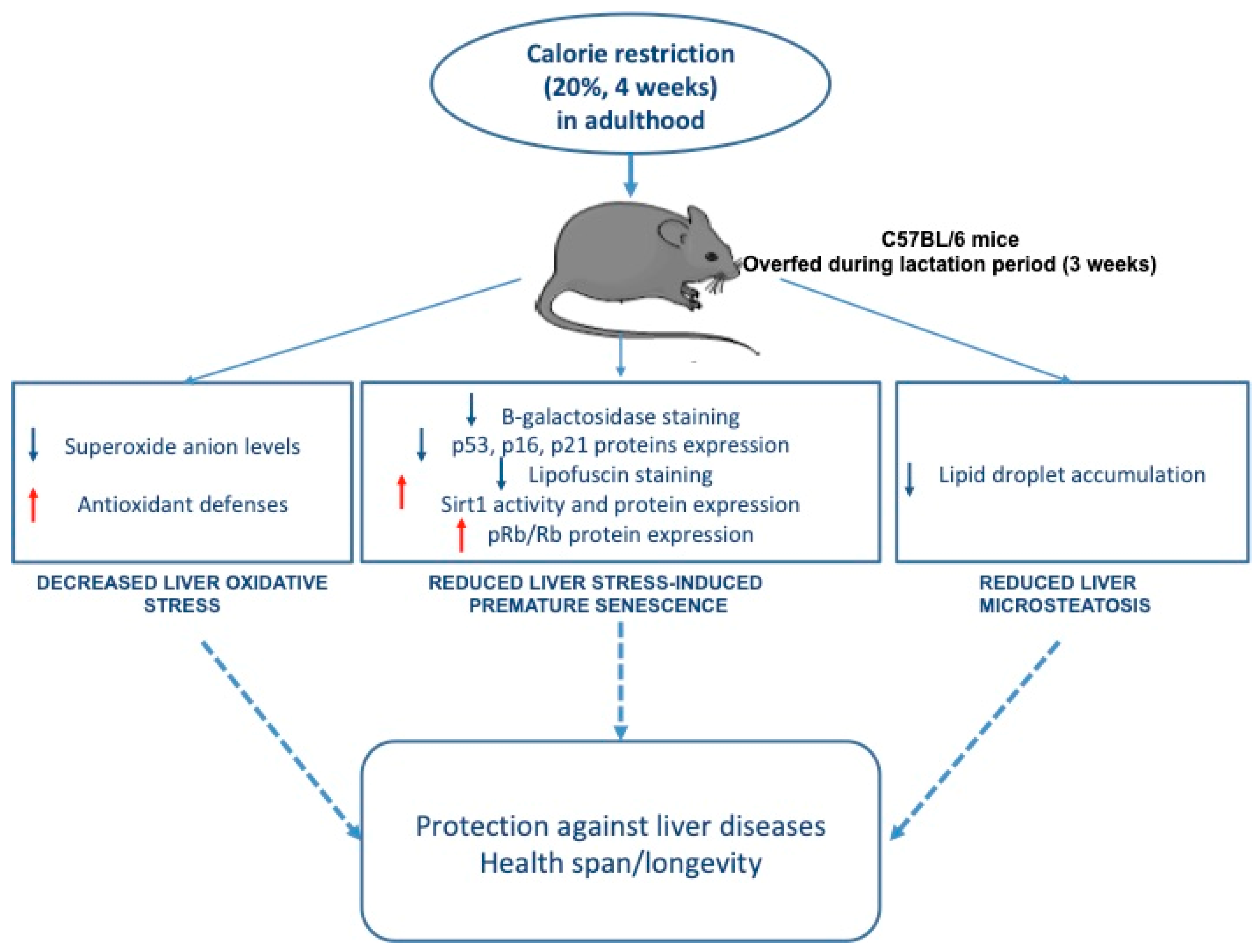Nutrients 11 02796 g007