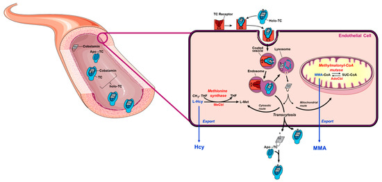 Sex Lon Map Bu - Nutrients | November 2019 - Browse Articles