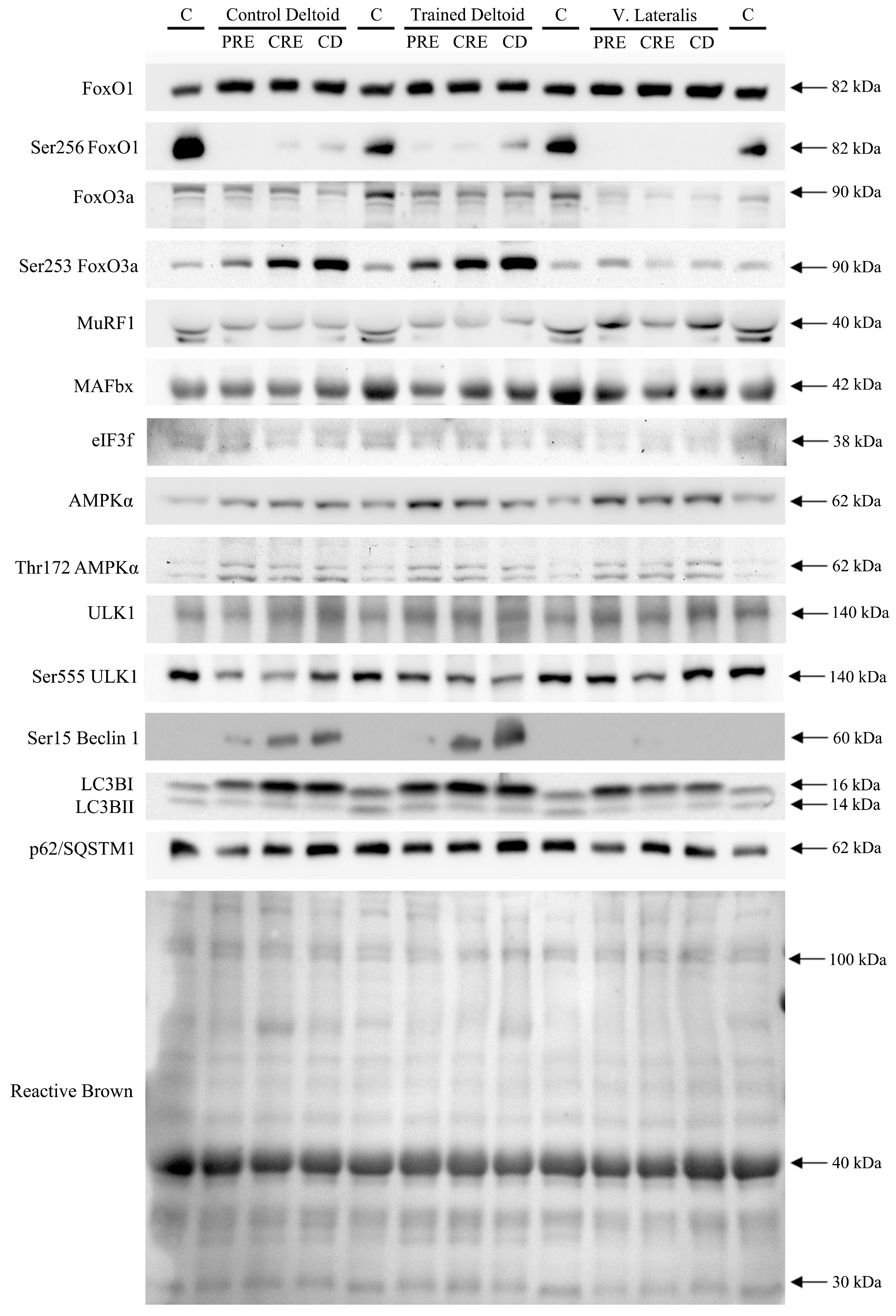 Nutrients 11 02824 g005