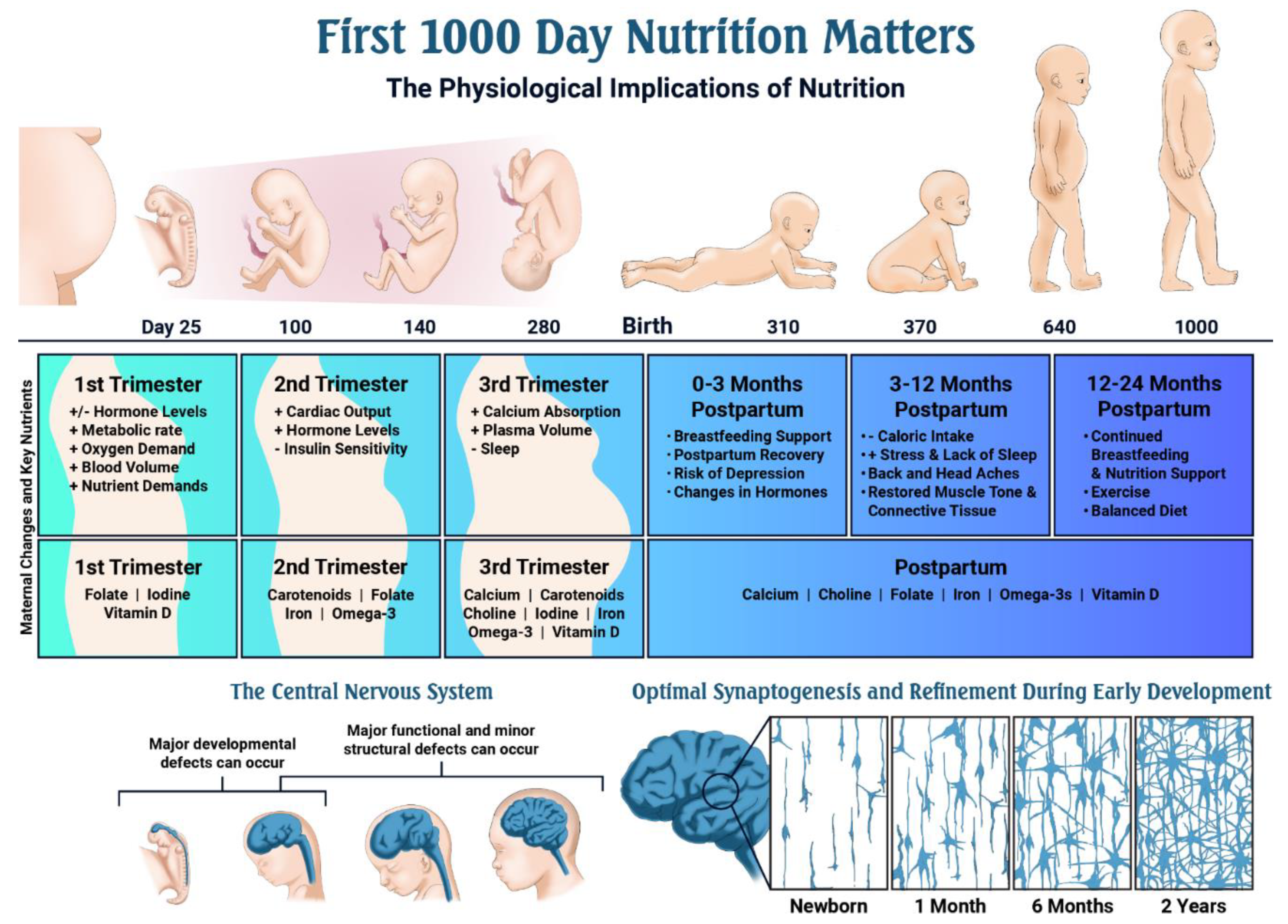 Nutrients Free Full Text Nutritional Gaps And Supplementation In The First 1000 Days Html